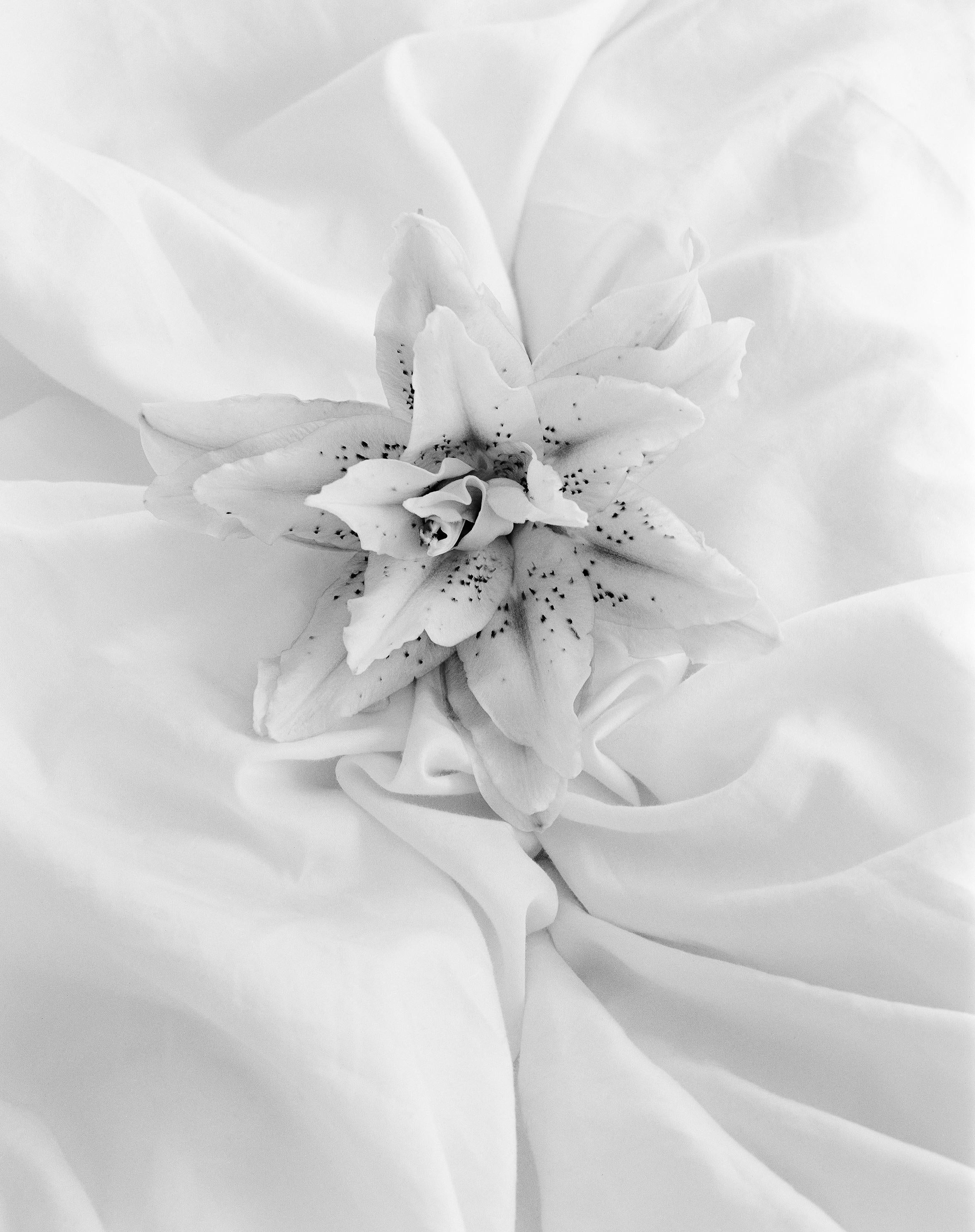 Lily 24' fotografía floral analógica en blanco y negro edición de 10