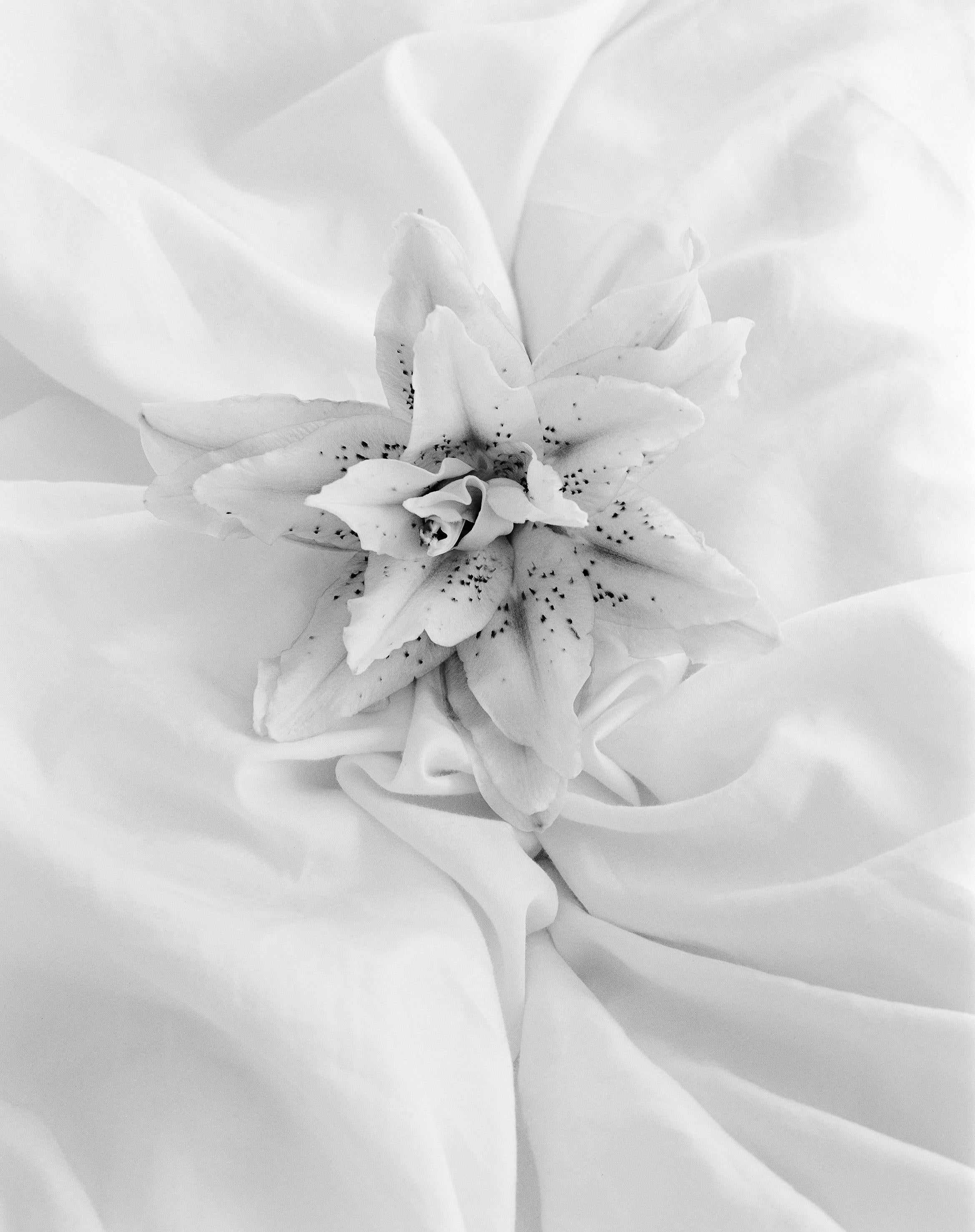 Ugne Pouwell Still-Life Photograph - Lily 24' black and white analogue floral photography edition of 10