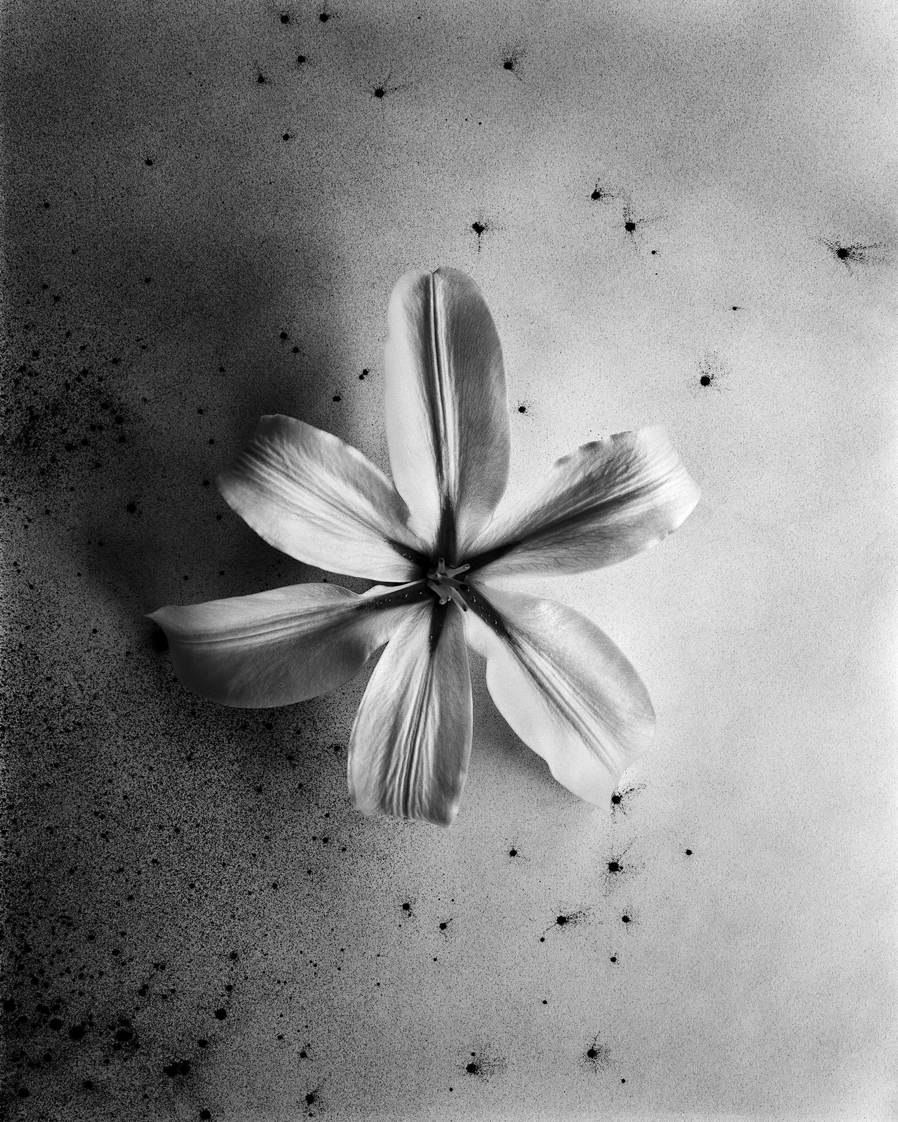 Ugne Pouwell Still-Life Photograph – Lilie im ersten Licht - schwarz-weiße botanische Kunstfotografie, Ausgabe 10