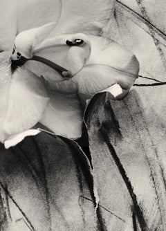 'Lily in Charcoal' abstract expressionism photography edition 7 of 20