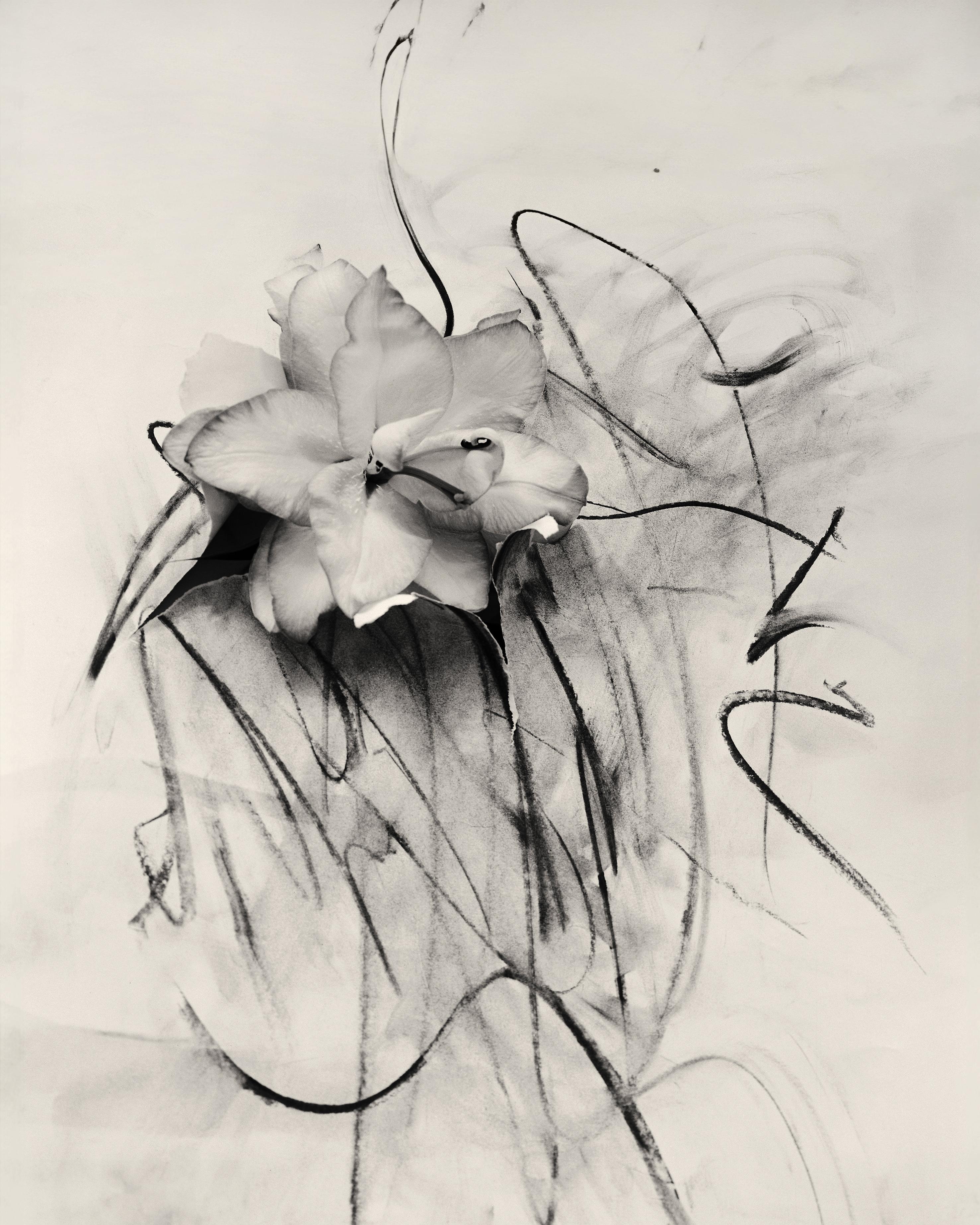 Lirio al carboncillo" fotografía de expresionismo abstracto, edición de 10 ejemplares
