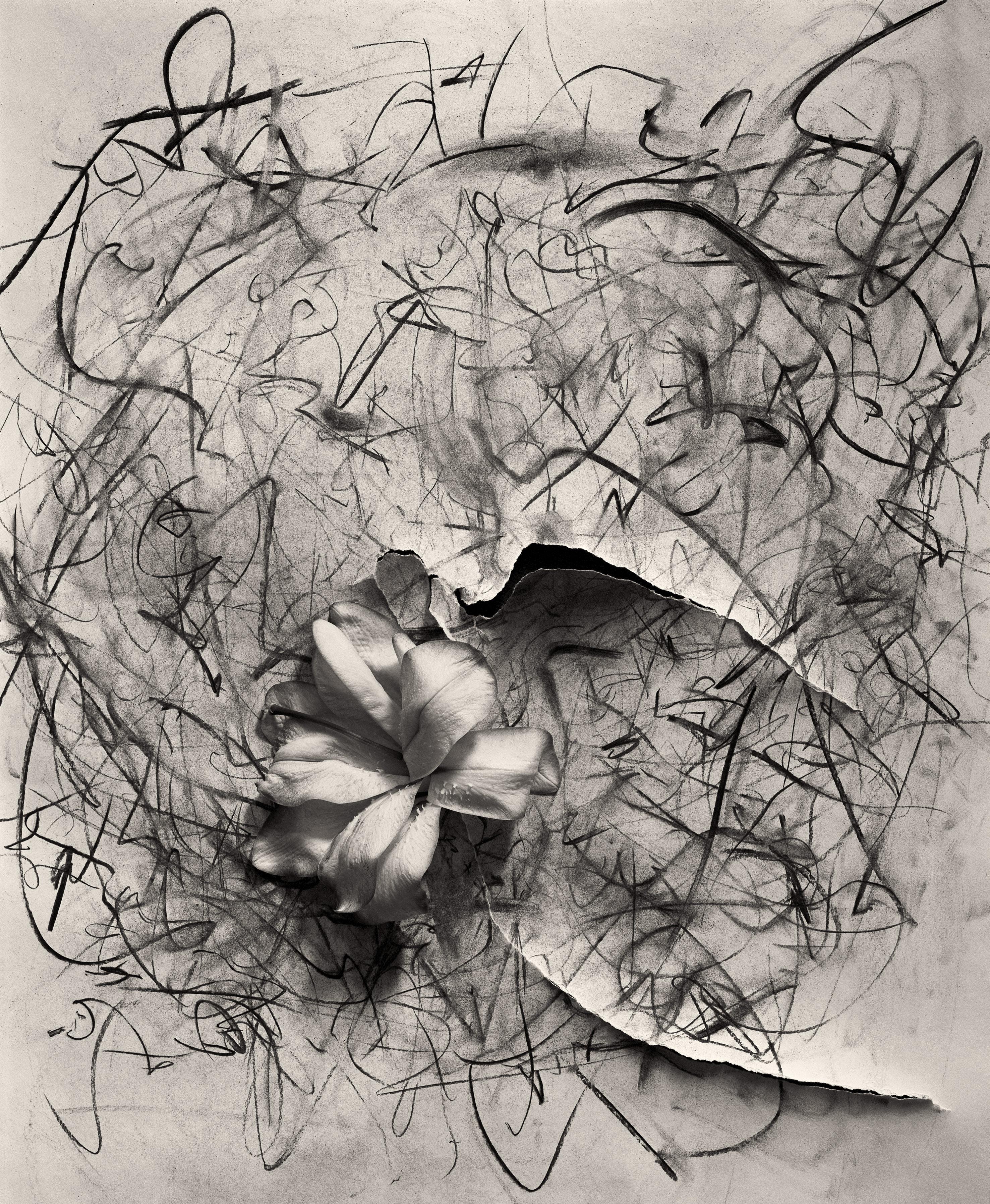 Paire de natures mortes abstraites « Lily in charcoal » et « Lily in charcoal n°2 » 8x10 - Naturalisme Photograph par Ugne Pouwell