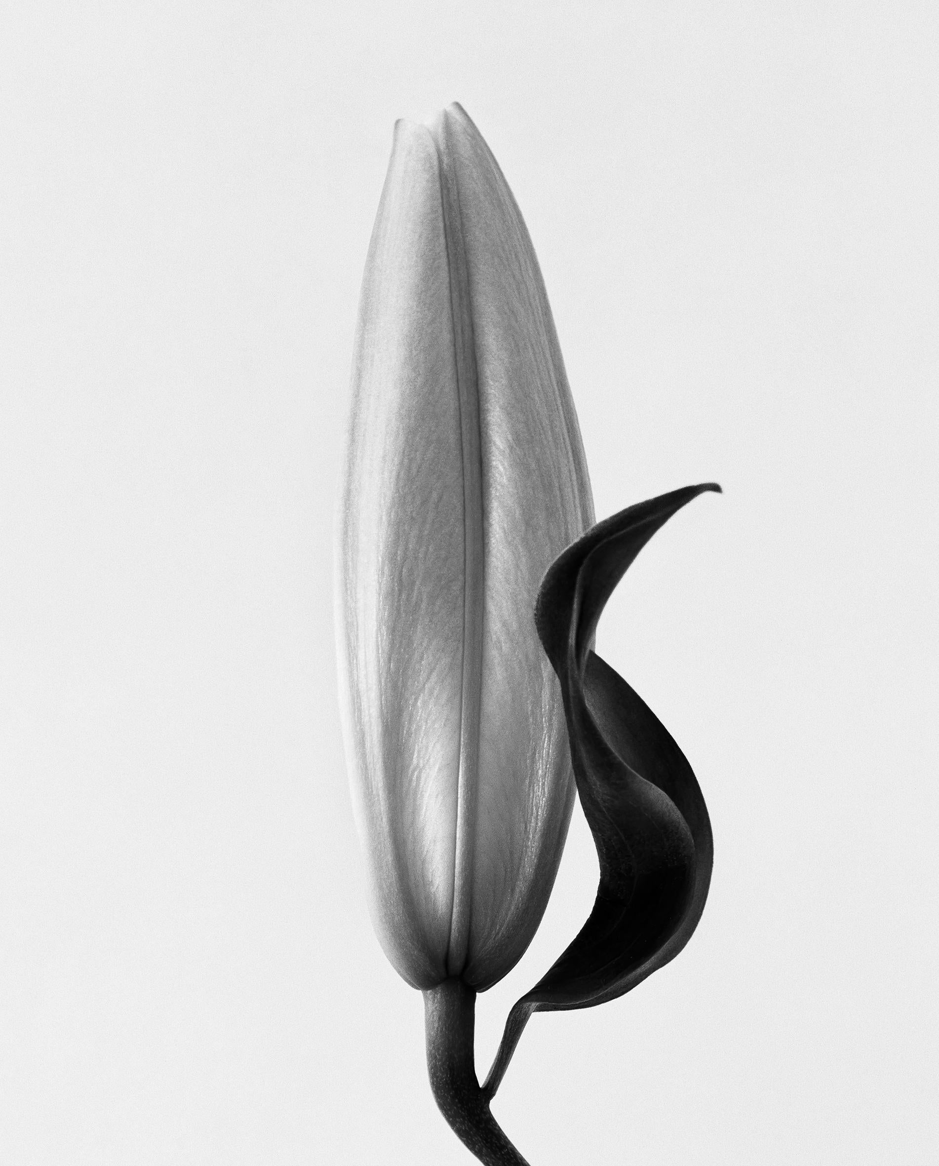Pair of 'Lily No.2' and 'Lily No.3' black and white floral photography 8x10 - Photograph by Ugne Pouwell