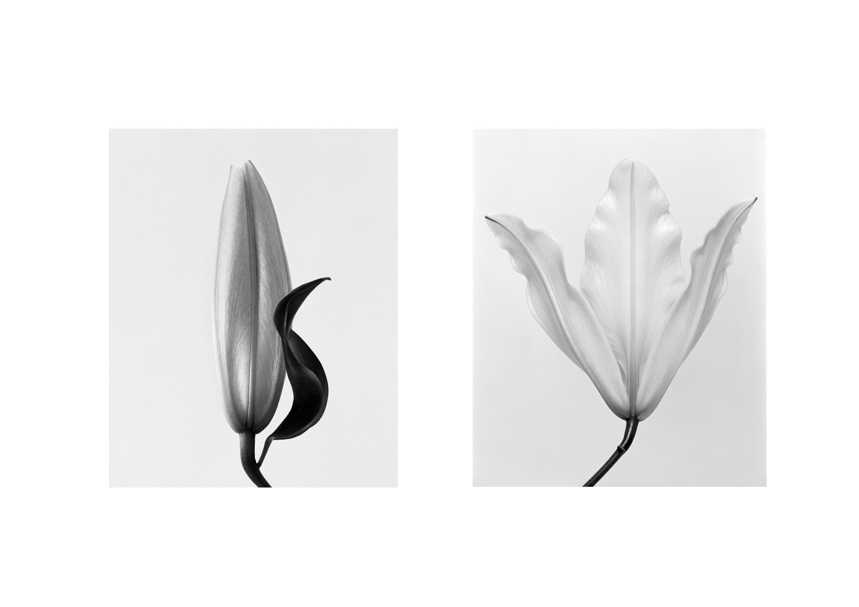 Ugne Pouwell Still-Life Photograph - Pair of 'Lily No.2' and 'Lily No.3' black and white floral photography 8x10