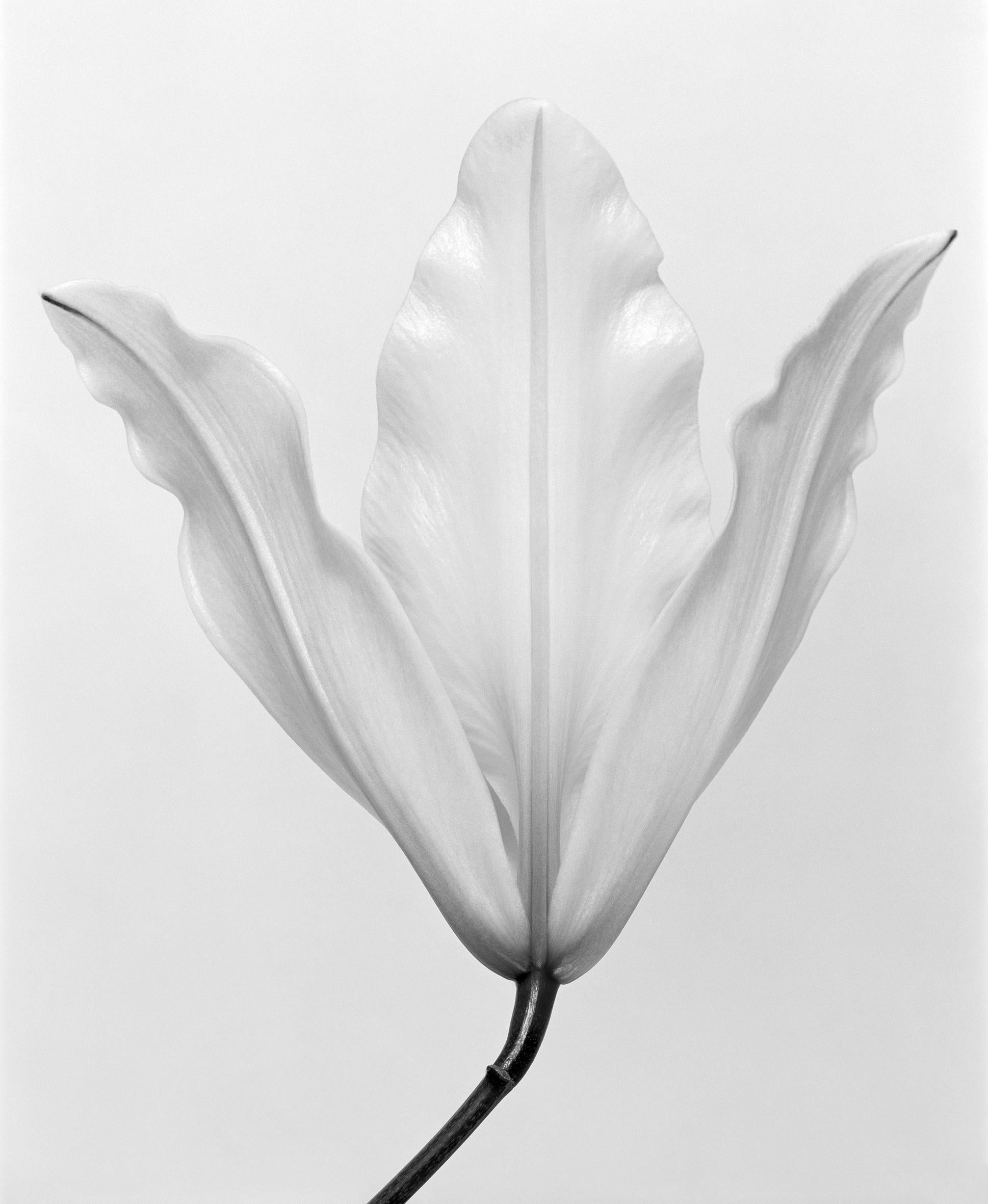 Ugne Pouwell Still-Life Photograph – Lily No.3 Schwarz-Weiß- analoge Blumenfotografie, Auflage von 15 Stück