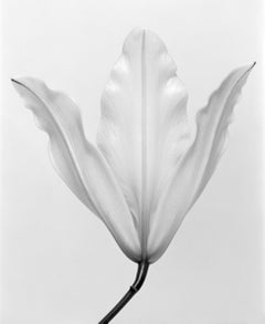 Lily No.3 Schwarz-Weiß- analoge Blumenfotografie, Auflage von 15 Stück