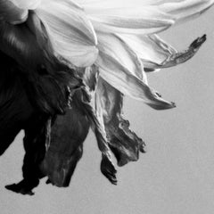 Liminal - Blumenstillleben in Schwarz-Weiß, Limitierte Auflage von 10 Stück