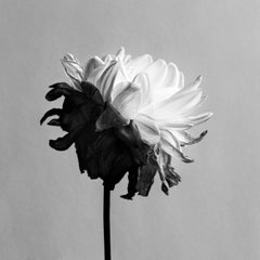 Liminal - still life black and white floral photography, Limited edition of 10