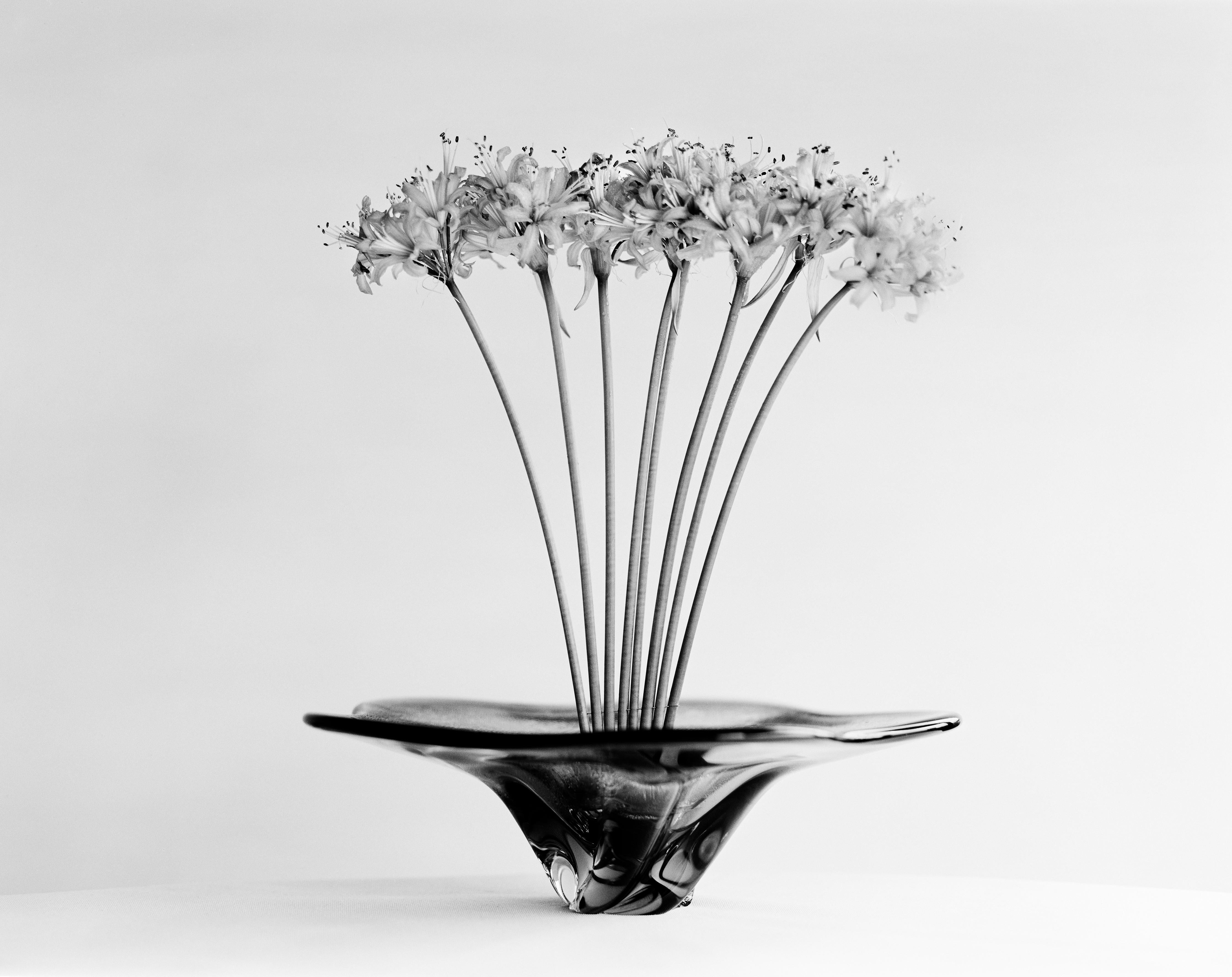 Ugne Pouwell Black and White Photograph – Lycoris – analoge Schwarz-Weiß-Blumenfotografie in limitierter Auflage 20