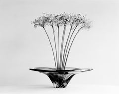 Lycoris – analoge Schwarz-Weiß-Blumenfotografie in limitierter Auflage 20
