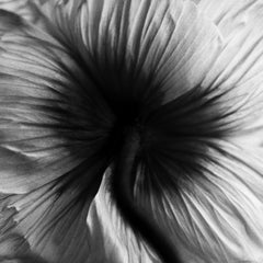 Nabel des Traums - Abstraktes Blumenstillleben, limitierte Auflage 20