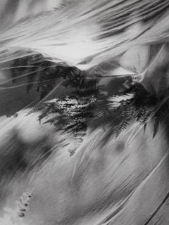 Oak e felce - fotografia di paesaggio in bianco e nero Edizione limitata di 10 esemplari