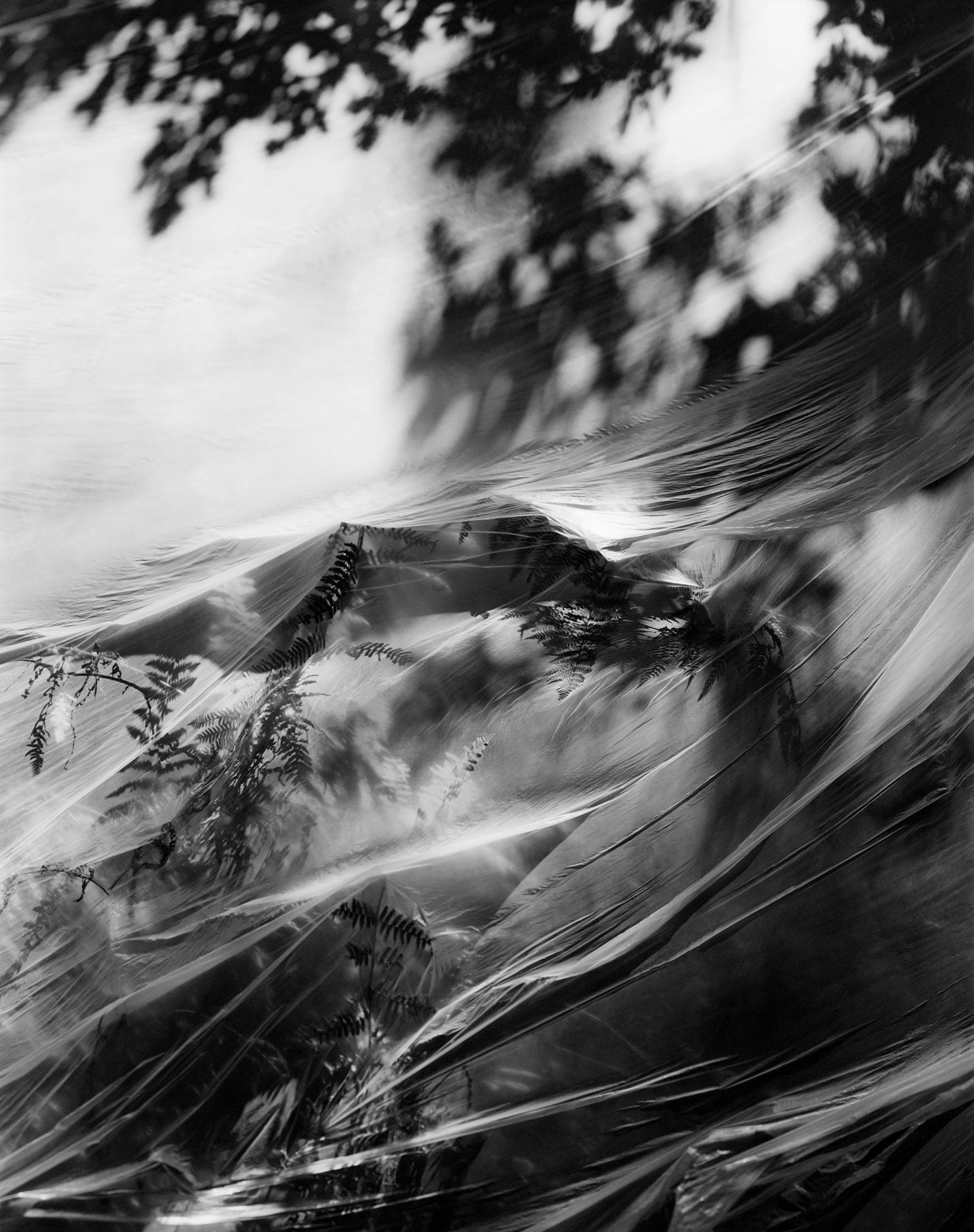 Ugne Pouwell Landscape Photograph - Oak and Fern - black and white landscape photography, Limited edition of 20 