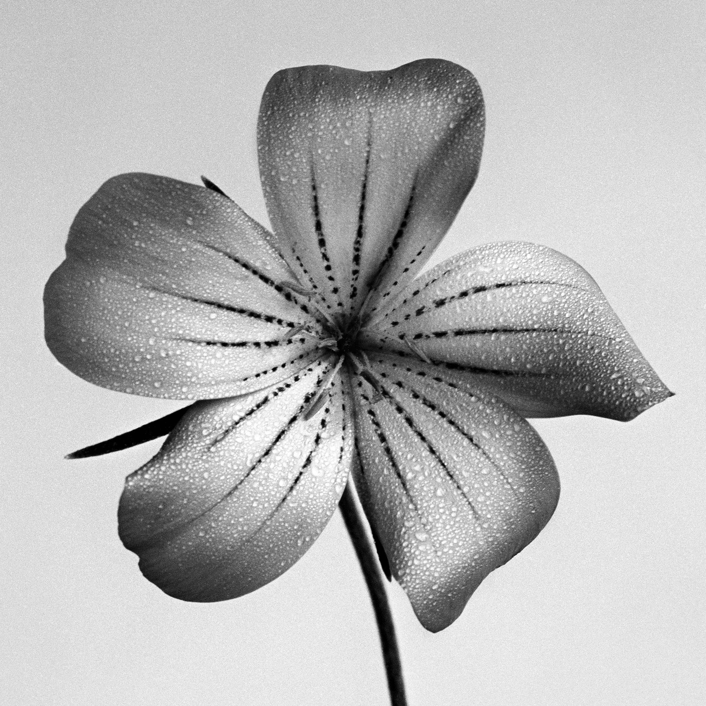 Perla del océano - fotografía floral analógica en blanco y negro, Edición limitada 20