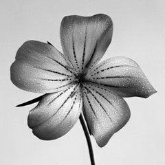 Ozeanperle - analoge schwarz-weiße Blumenfotografie, limitierte Auflage 5 Stück
