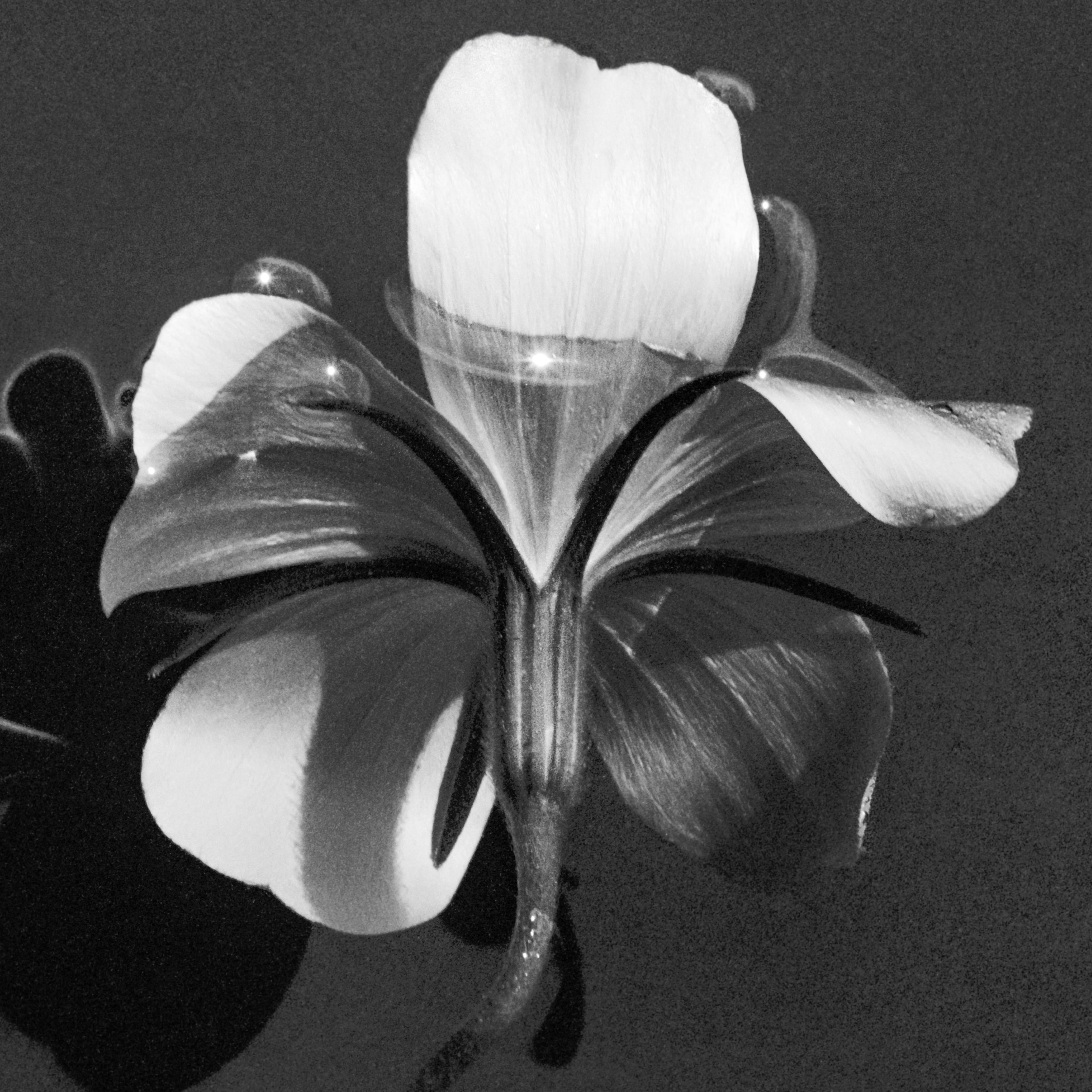 Perle d'océan dans l'eau - photographie de natures mortes Agrostemma, édition limitée à 20 exemplaires - Photograph de Ugne Pouwell