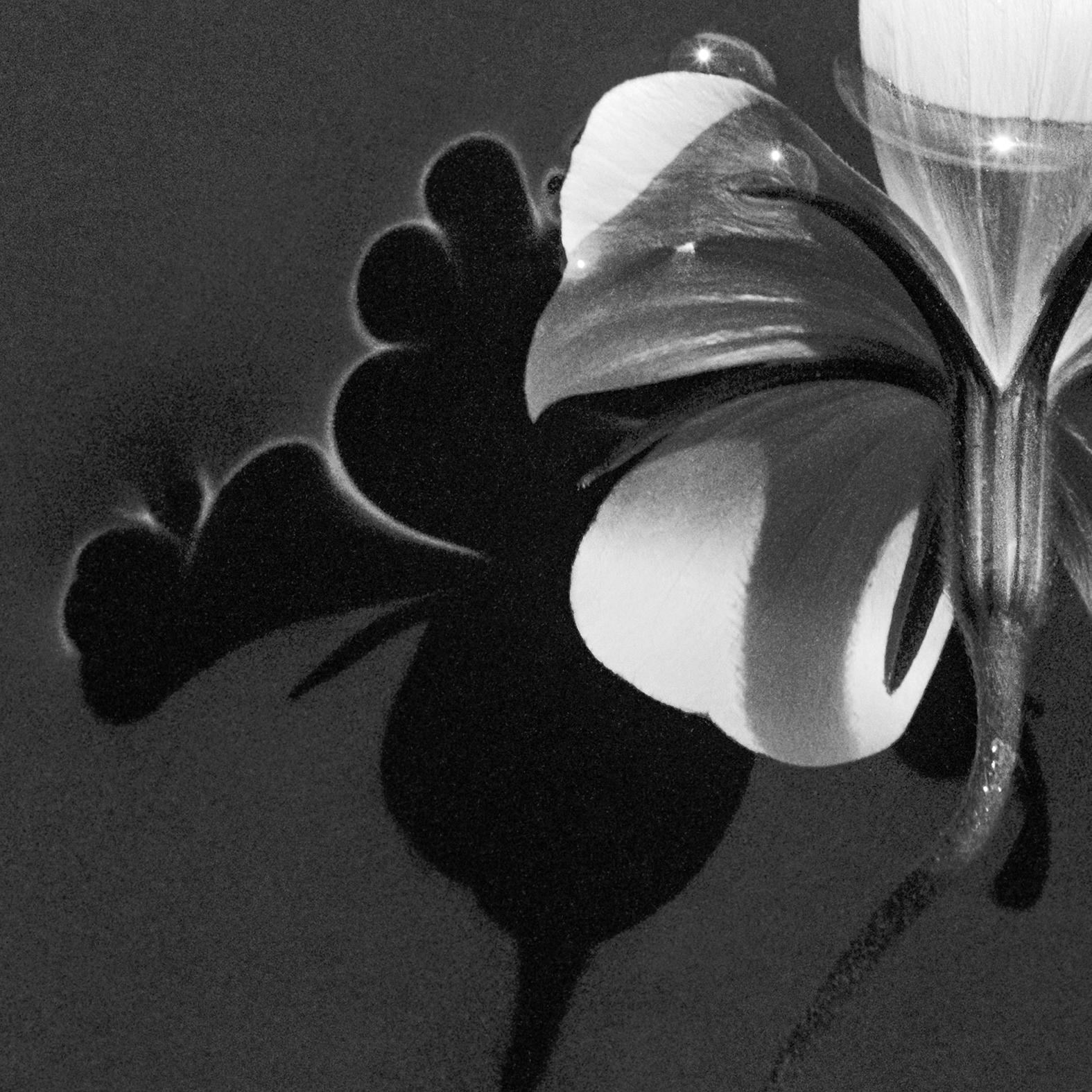 Perle d'océan dans l'eau - photographie de natures mortes Agrostemma, édition limitée à 20 exemplaires - Contemporain Photograph par Ugne Pouwell