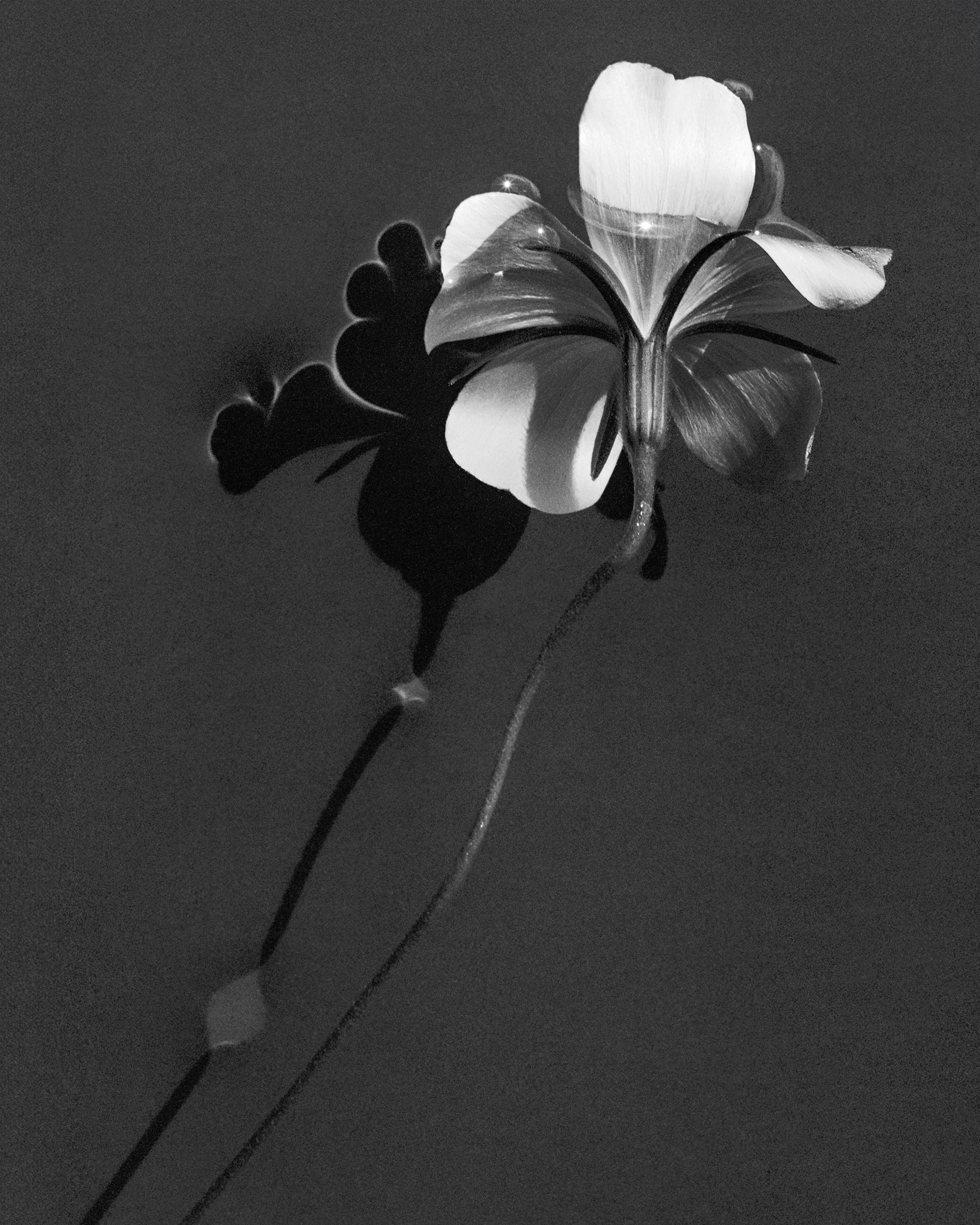Perla dell'oceano nell'acqua - Fotografia di still life di Agrostemma, edizione limitata di 20 esemplari