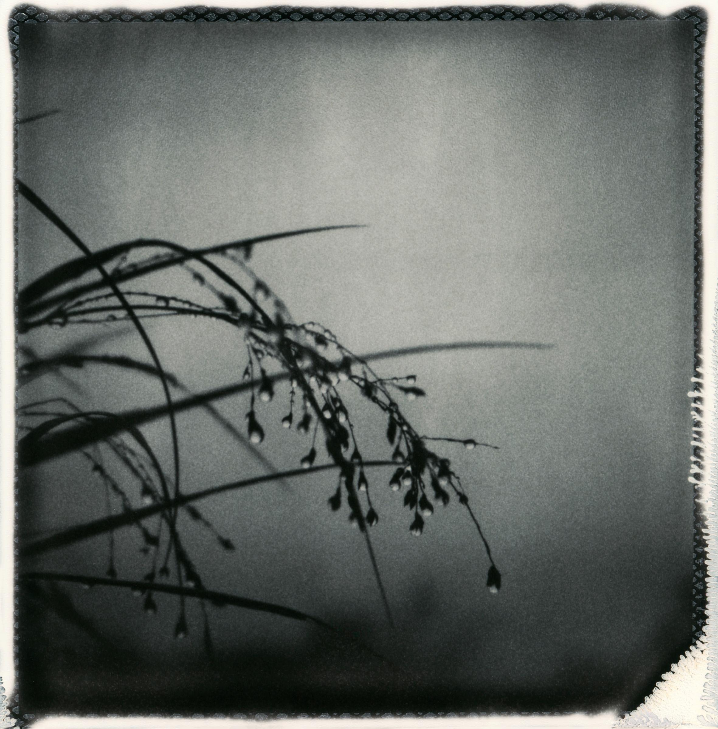 Oktoberregen - Polaroid-Schwarzweiß-Blumenfotografie, Limitierte Auflage 20