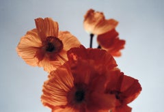 Orange Poppies - Analogue floral photography, Limited edition of 10