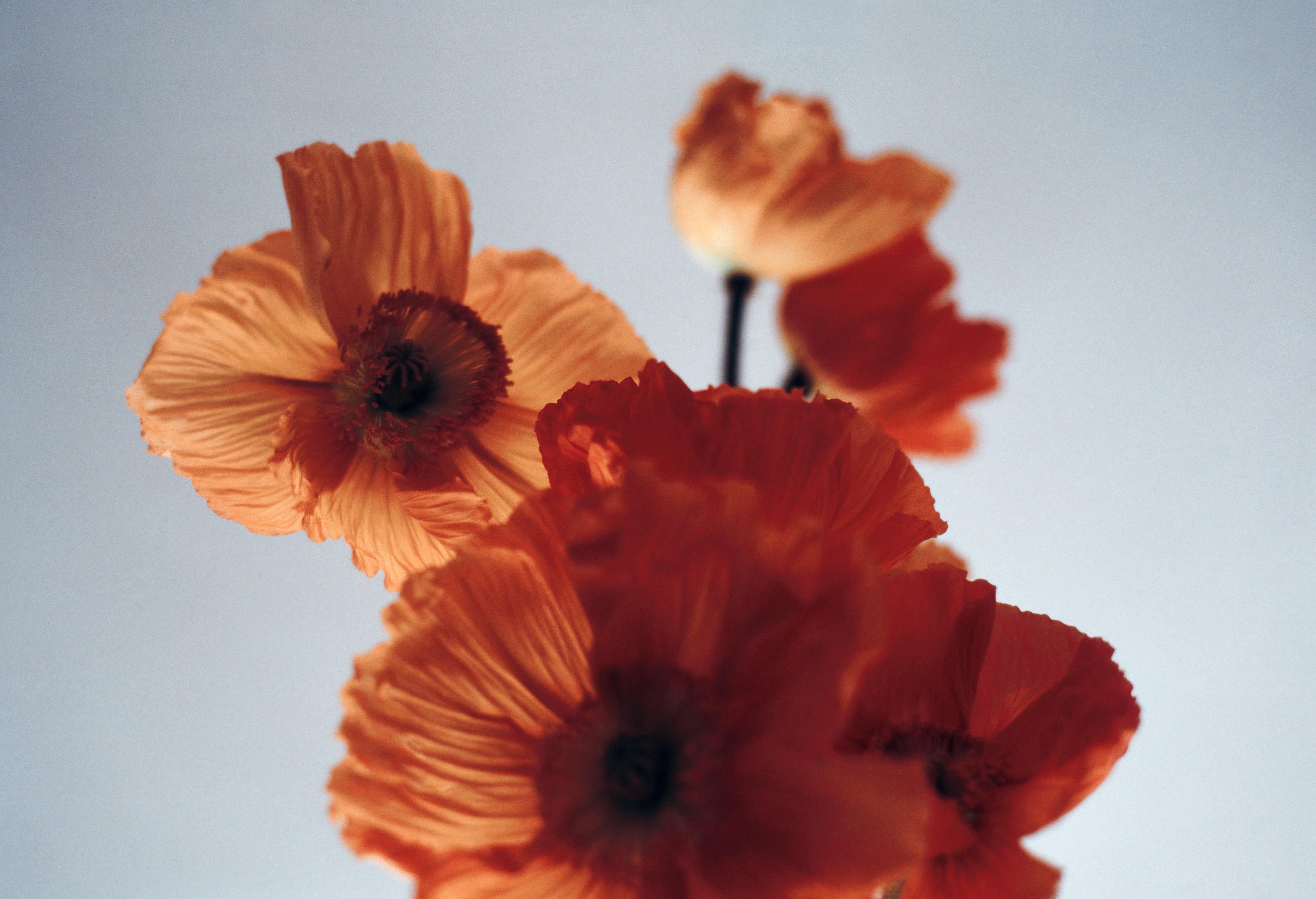 Ugne Pouwell Color Photograph - Orange Poppies - Analogue floral photography, Limited edition of 20