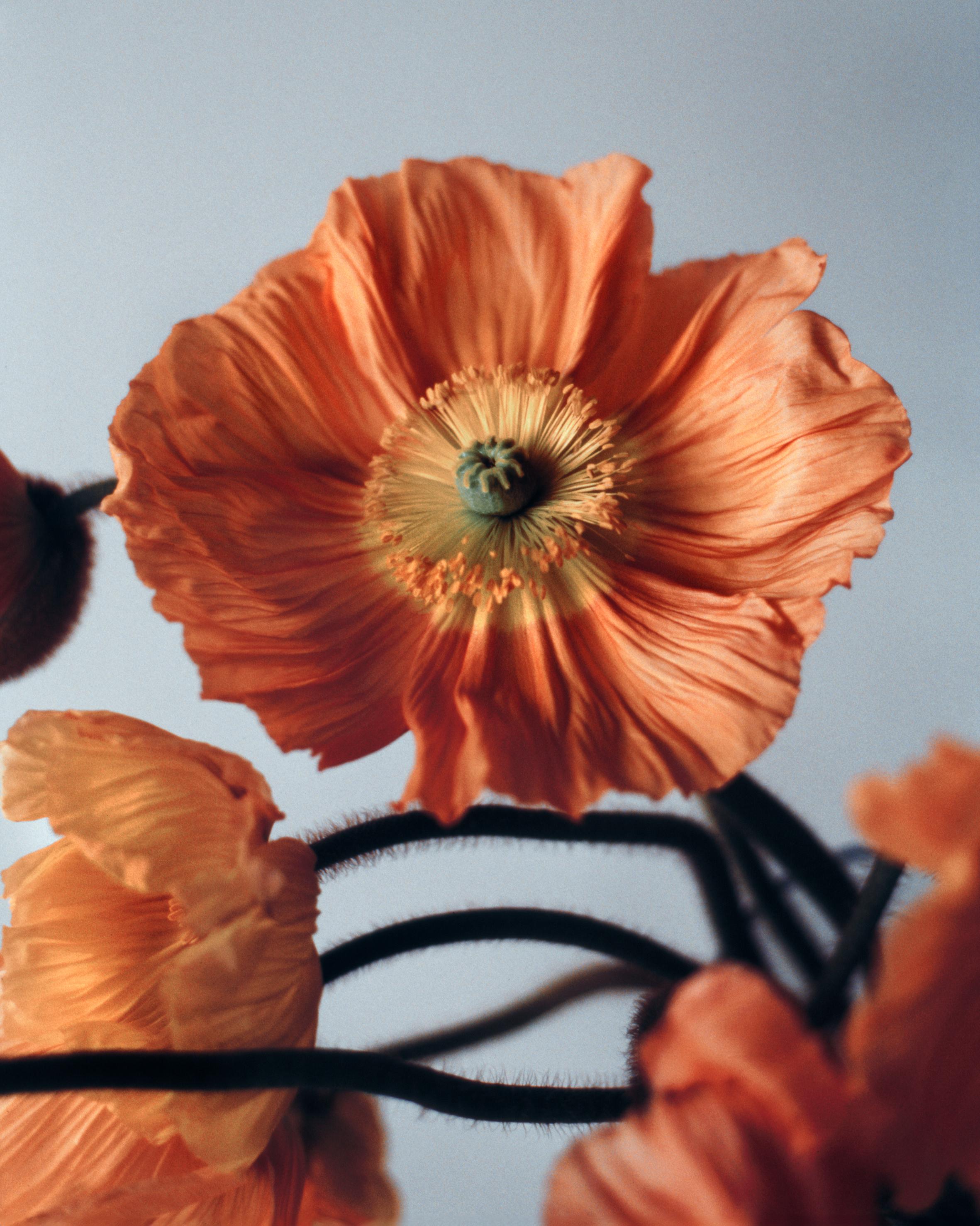 Ugne Pouwell Still-Life Photograph - Orange Poppies No.2 - Analogue floral photography, Limited edition of 20