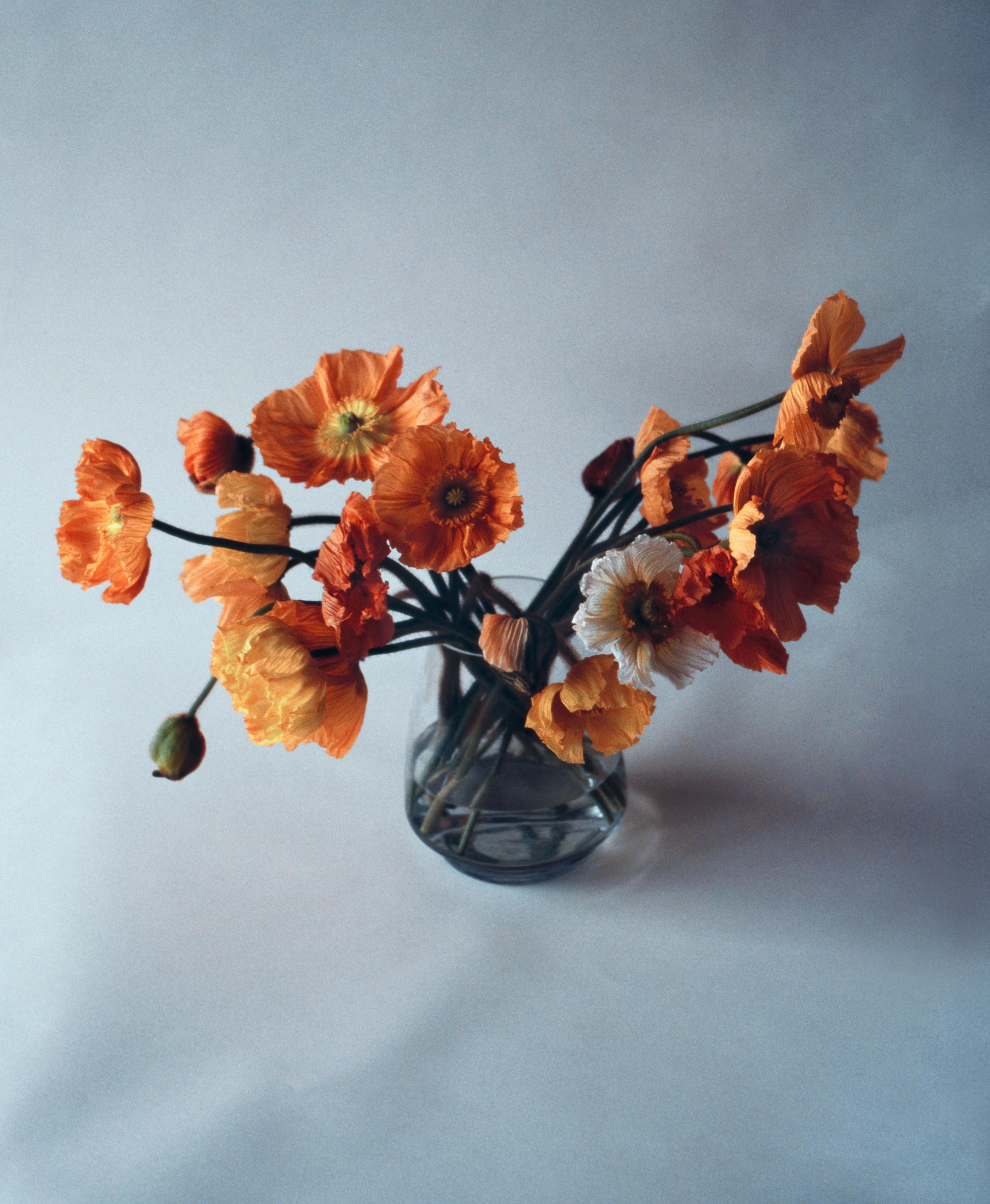 Still-Life Photograph Ugne Pouwell - Poppies orange n°3 - Photographie florale analogue, édition limitée à 20 exemplaires