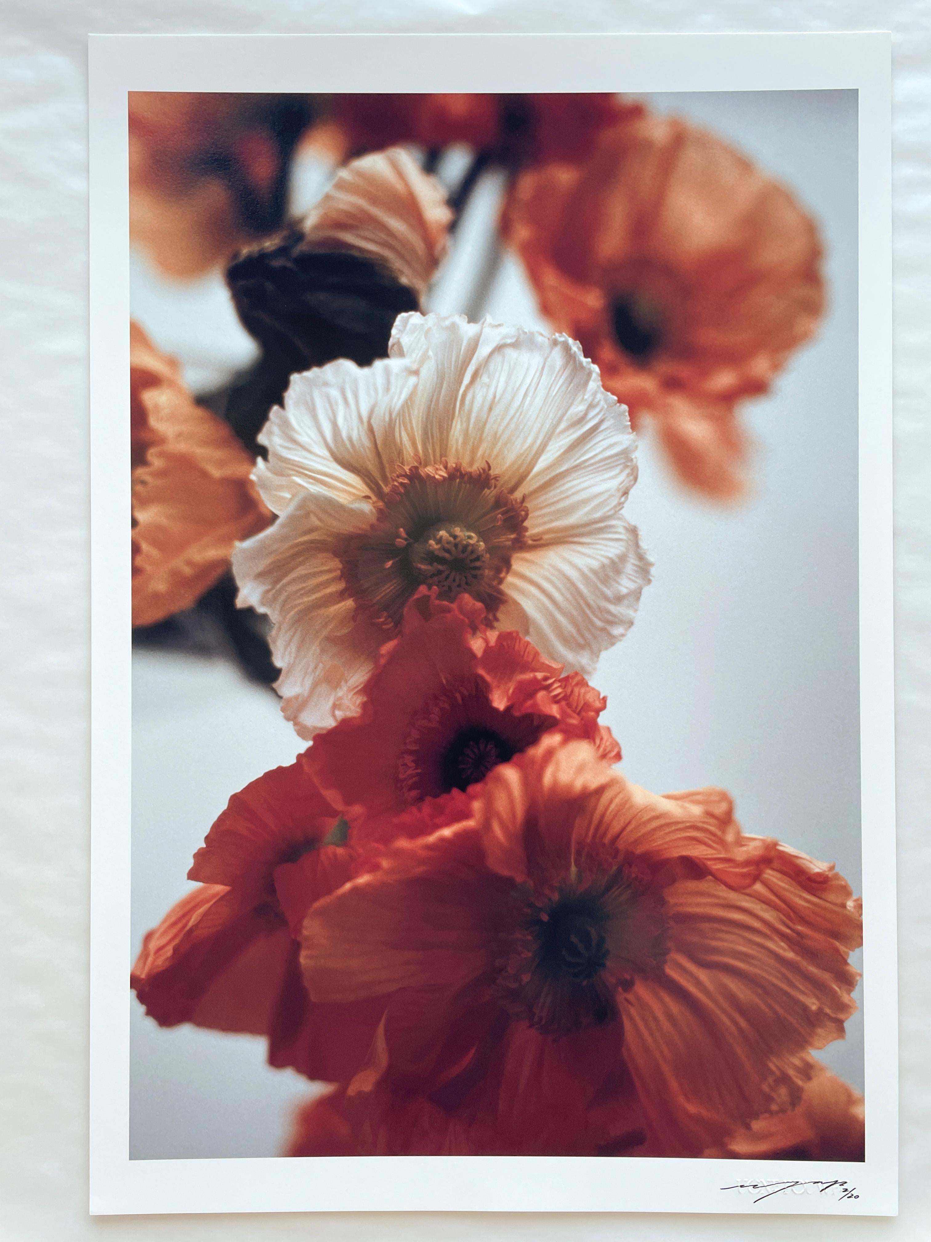 Orange Poppies No.4 - Fotografia floreale analogica, edizione limitata a 3 di 20 esemplari - Photograph di Ugne Pouwell