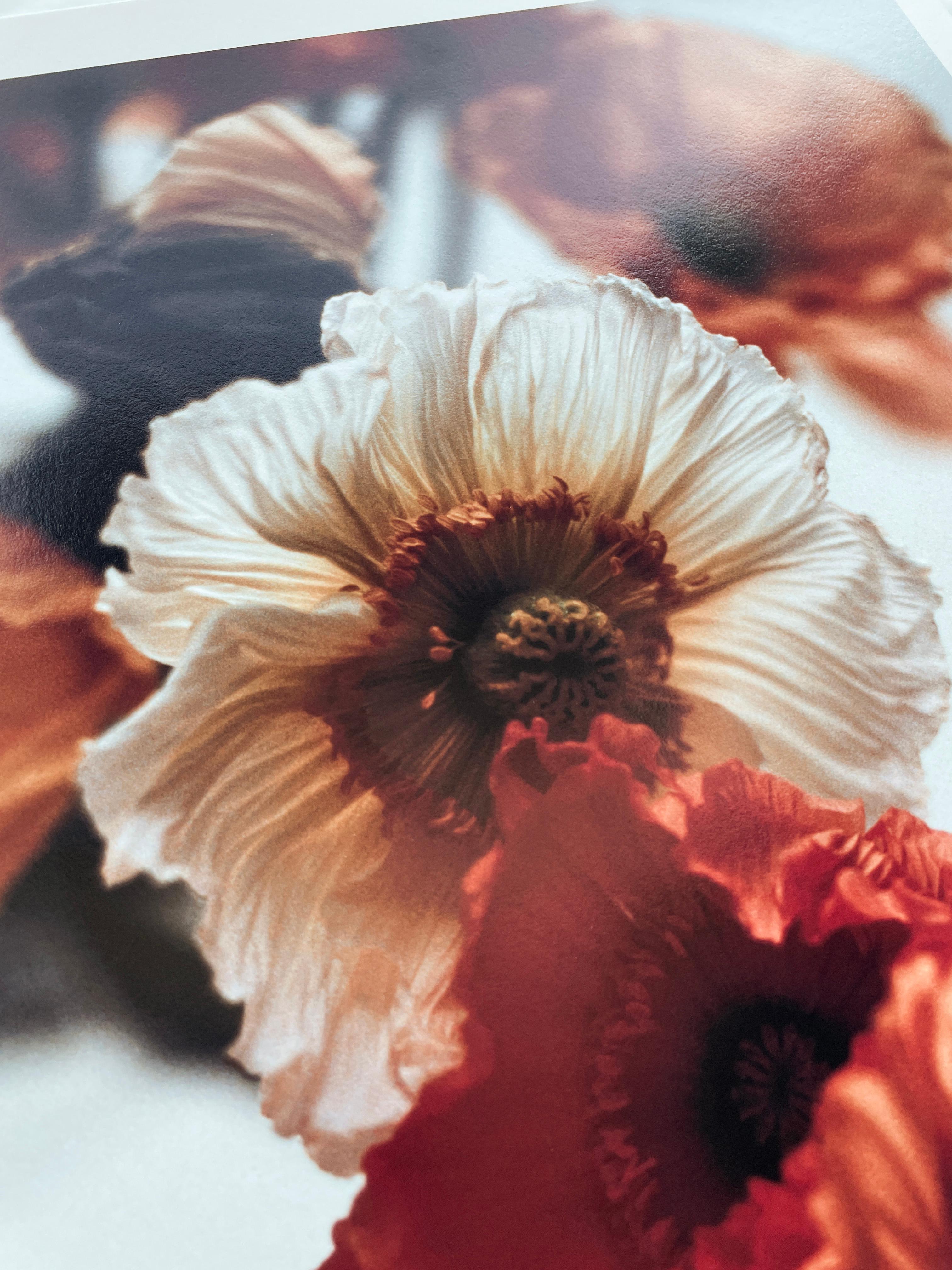 Orange Poppies No.4 - Fotografia floreale analogica, edizione limitata a 3 di 20 esemplari - Photograph Contemporaneo di Ugne Pouwell