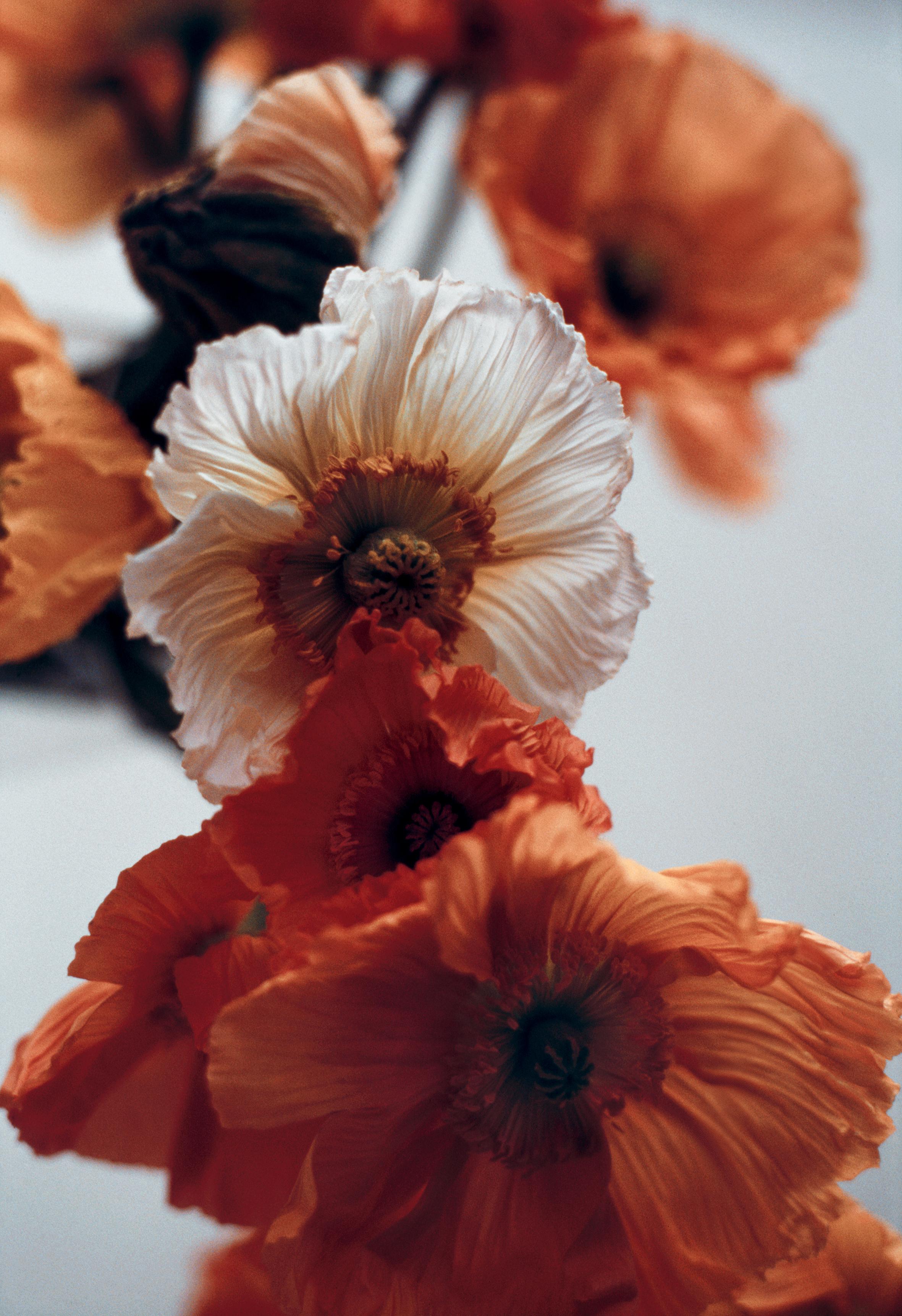 Ugne Pouwell Color Photograph – Orange Mohnblumen Nr.4 – Analogue Blumenfotografie, limitierte Auflage von 20 Stück