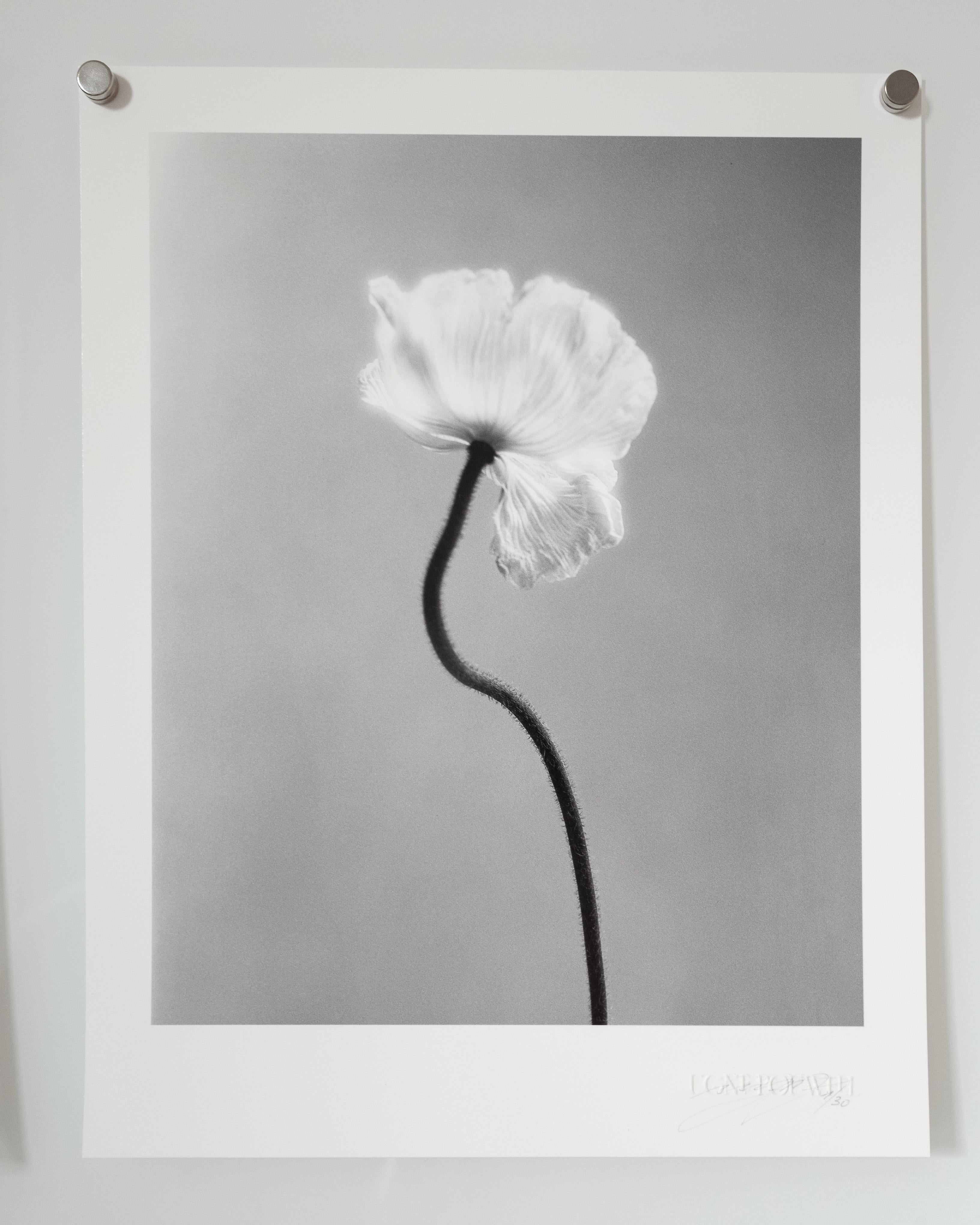 Pair of 'Coupled Poppies' and 'Poppy No.3' floral photography 8x10  For Sale 2