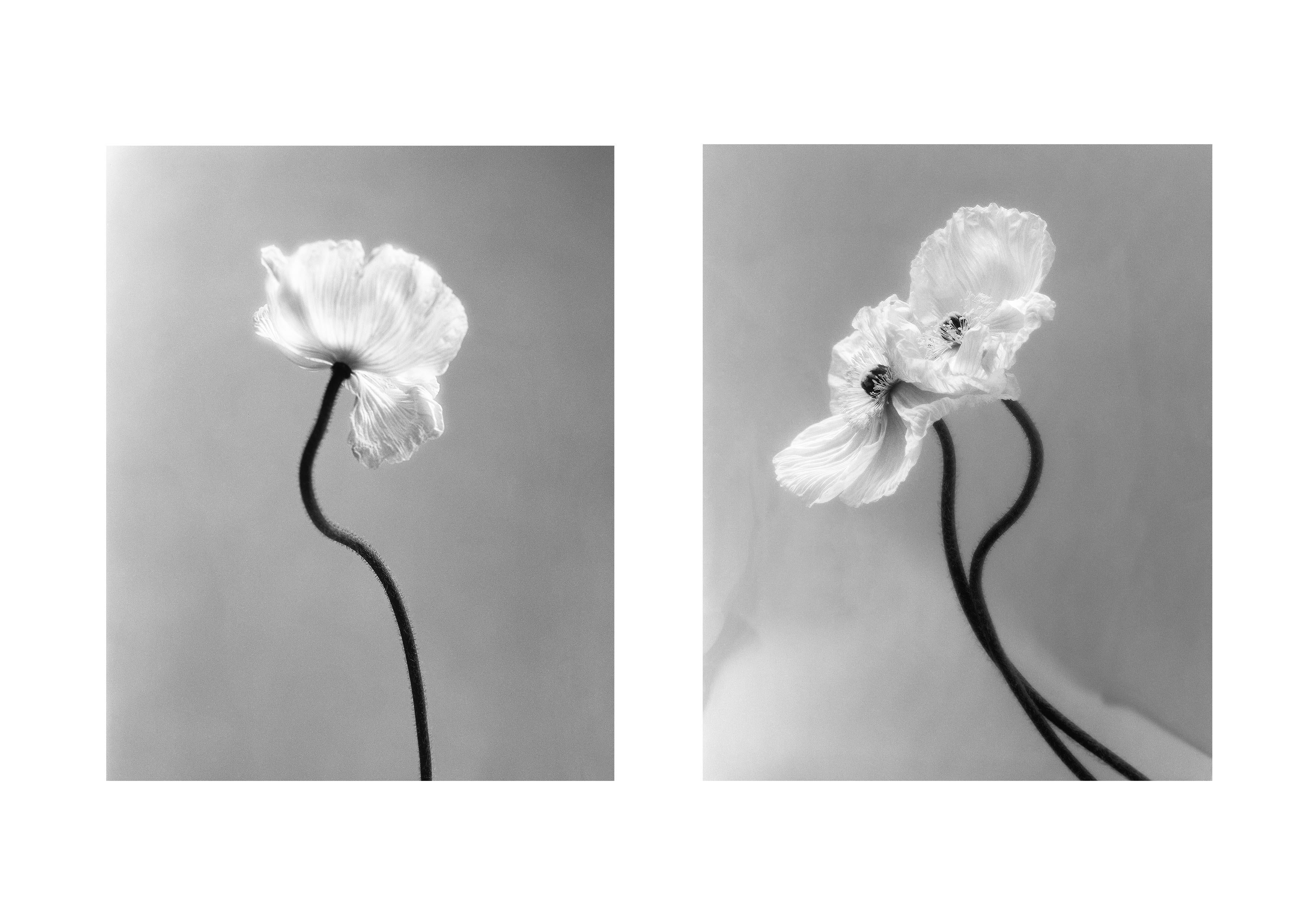 Ugne Pouwell Still-Life Photograph – Paar „Coupled Poppies“ und „Poppy No.3“ geblümte Fotografie 8x10 