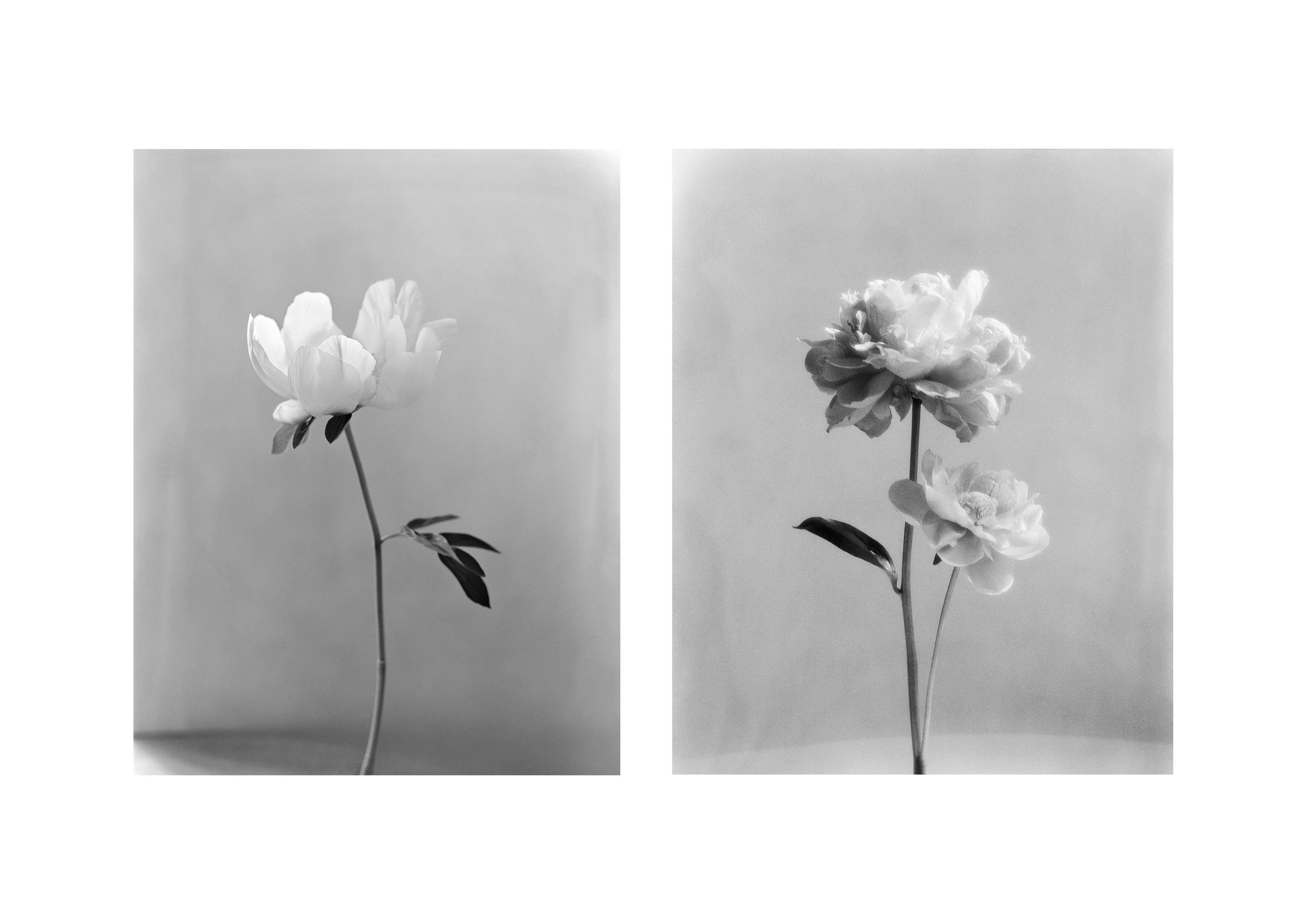 Paar „Peony“ und „Peony No.2“ Schwarz-Weiß-Blumenfotografie in Schwarz und Weiß, 8x10 