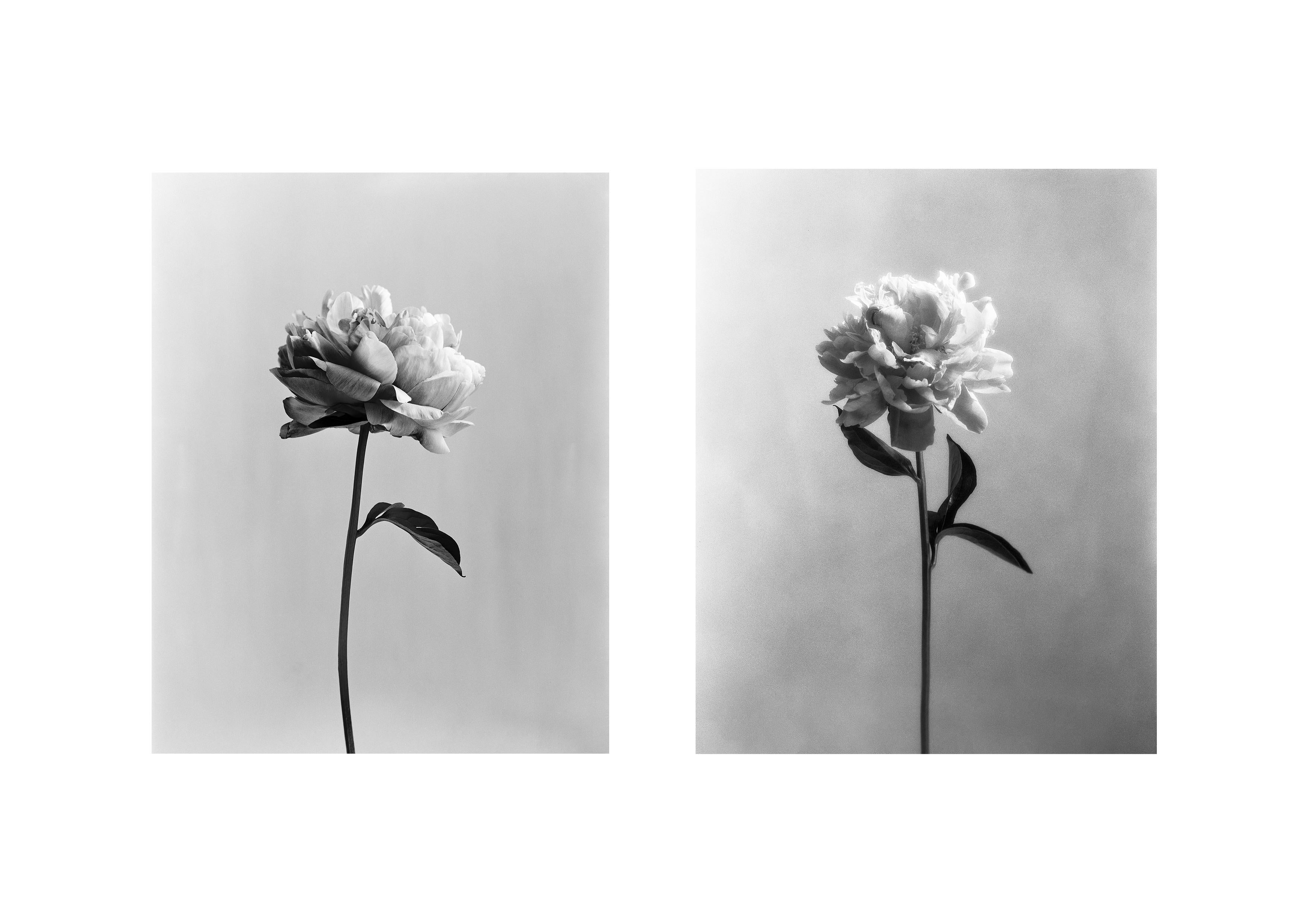 Ugne Pouwell Still-Life Photograph - Pair of 'Poeny No.3' and 'Poeny No.4' floral photography 8x10 