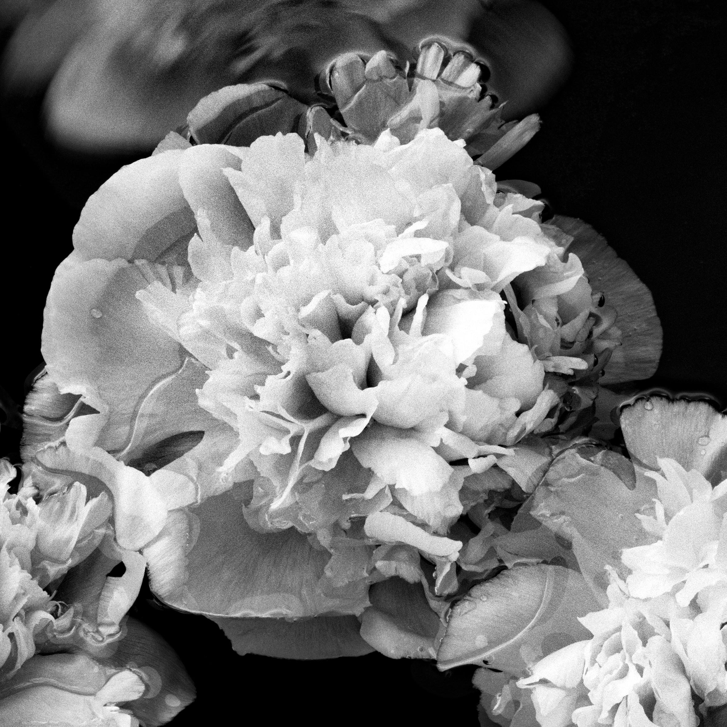 Pfingstrosen auf See - Blüten, Schwarz-Weiß-Fotografie, limitierte Auflage 2 von 5 Stück – Photograph von Ugne Pouwell