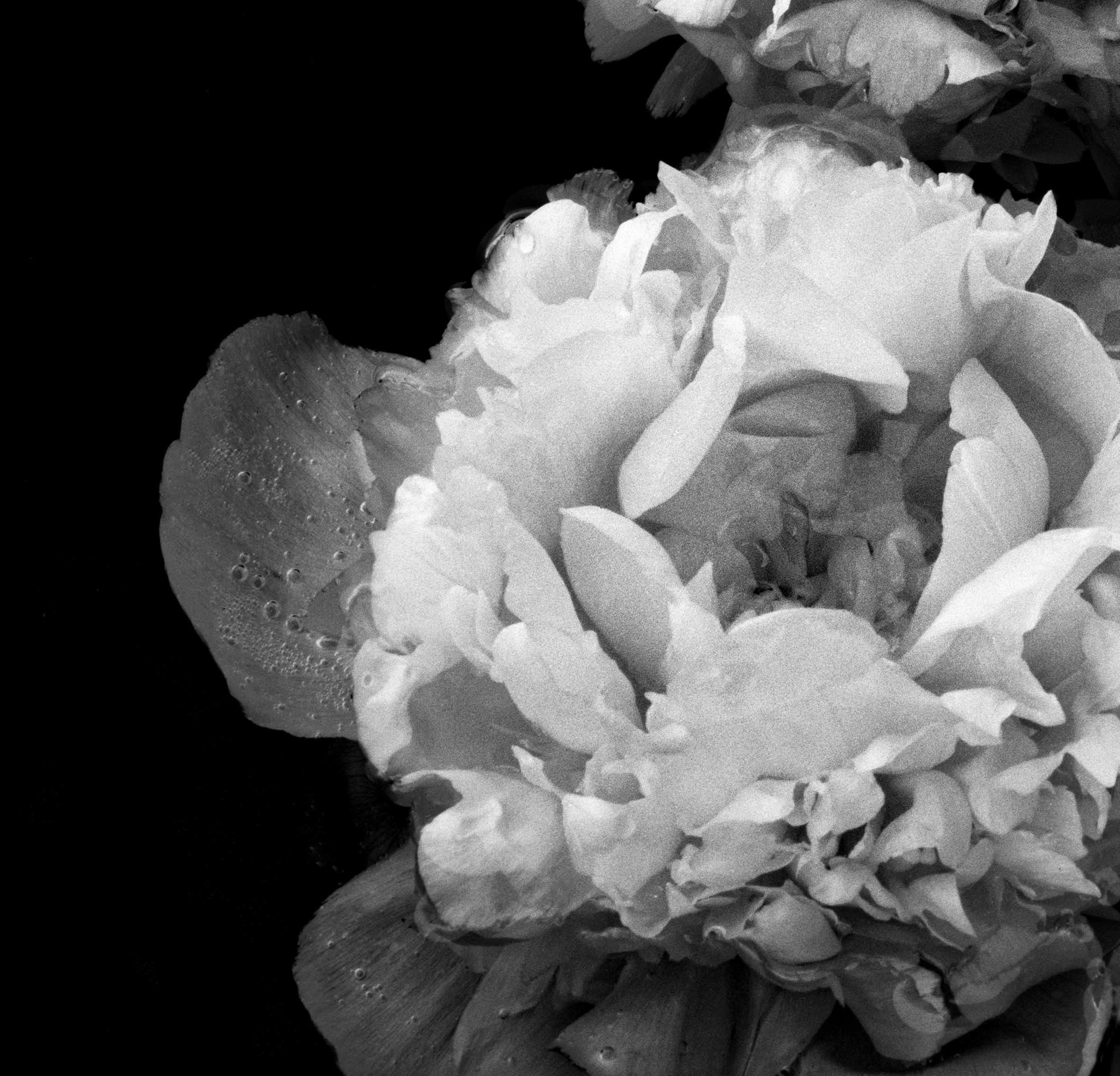 Pfingstrosen auf See - Blüten, Schwarz-Weiß-Fotografie, limitierte Auflage 2 von 5 Stück (Zeitgenössisch), Photograph, von Ugne Pouwell