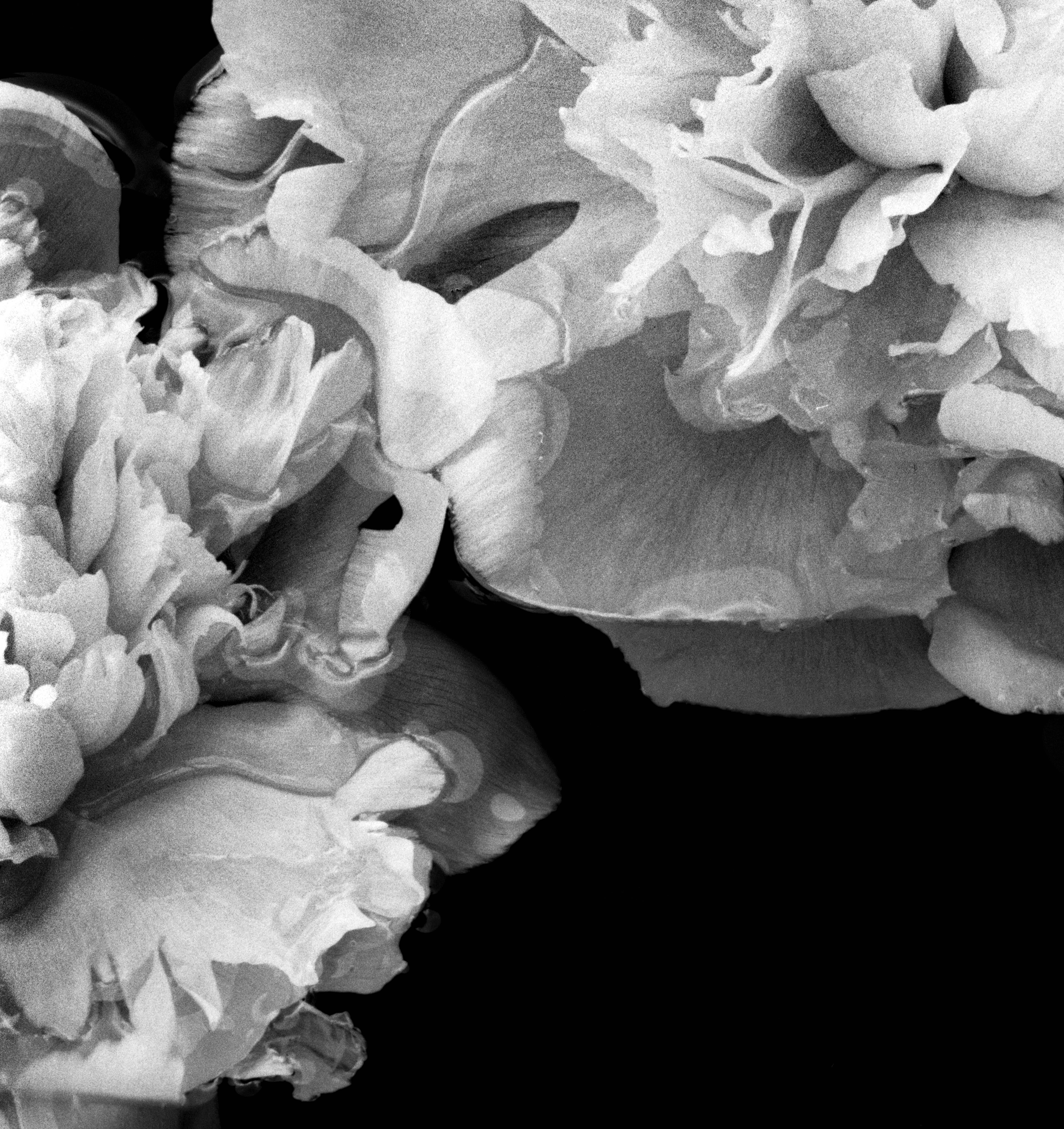 Pfingstrosen auf dem Wasser
Limitierte Auflage von 5 Stück
Archivalischer Pigmentdruck auf Hahnemühle Photo Rag Kunstdruckpapier
126x100cm + 4 cm weißer Rand um das Foto
Signiert in der rechten unteren Ecke

Peonies Afloat zeigt eine heitere