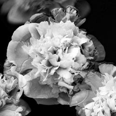 Peonies afloat - blooms, black and white photography, Limited edition 20