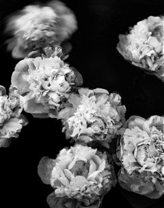 Pfingstrosen fliegen – Blüten, Schwarz-Weiß-Fotografie, limitierte Auflage 5 Stück