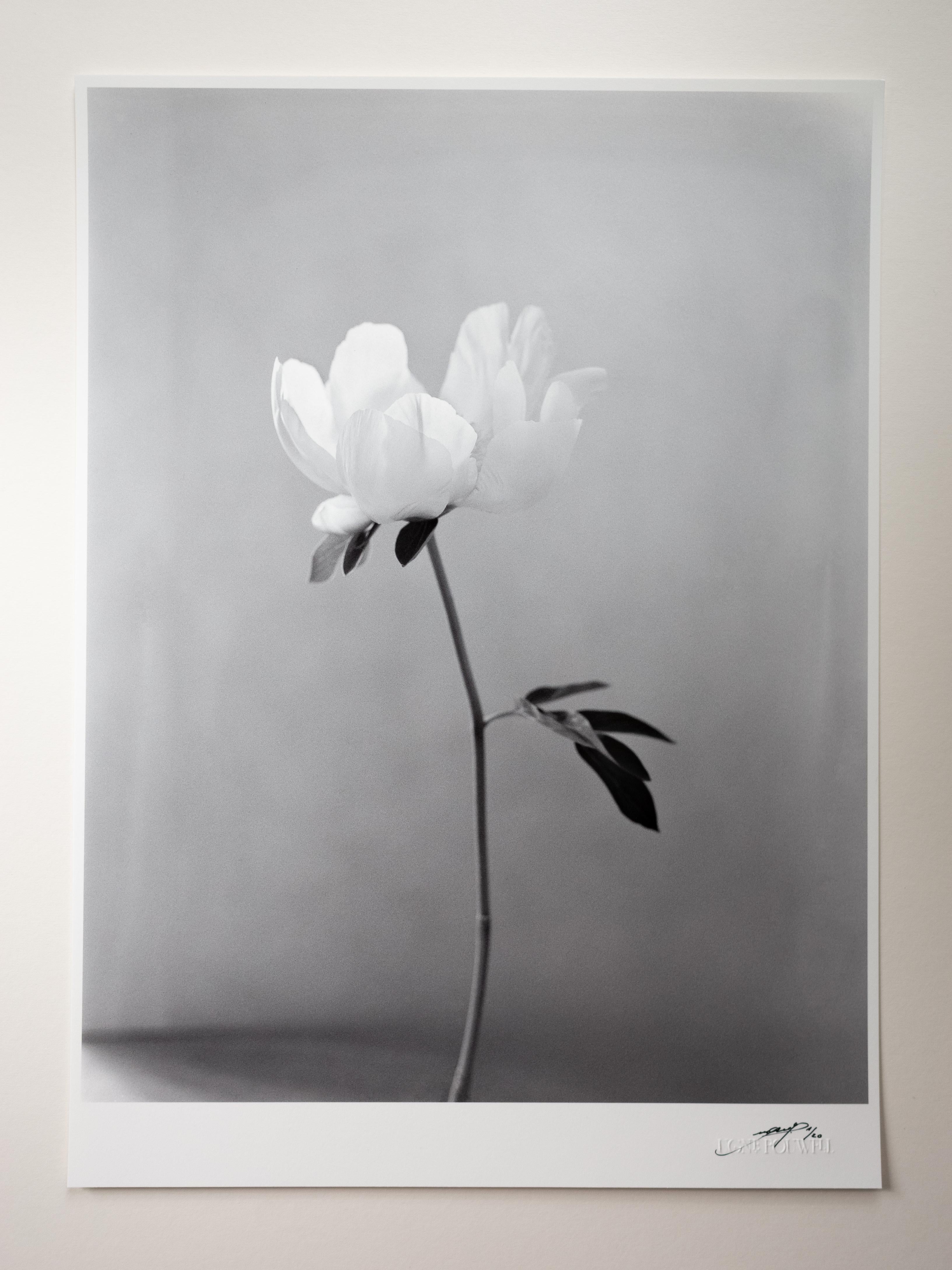 Peony - analogue black and white floral photography - Photograph by Ugne Pouwell