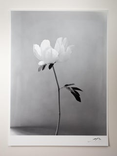 Peony - photographie florale analogique en noir et blanc, édition limitée à 7 exemplaires sur 20