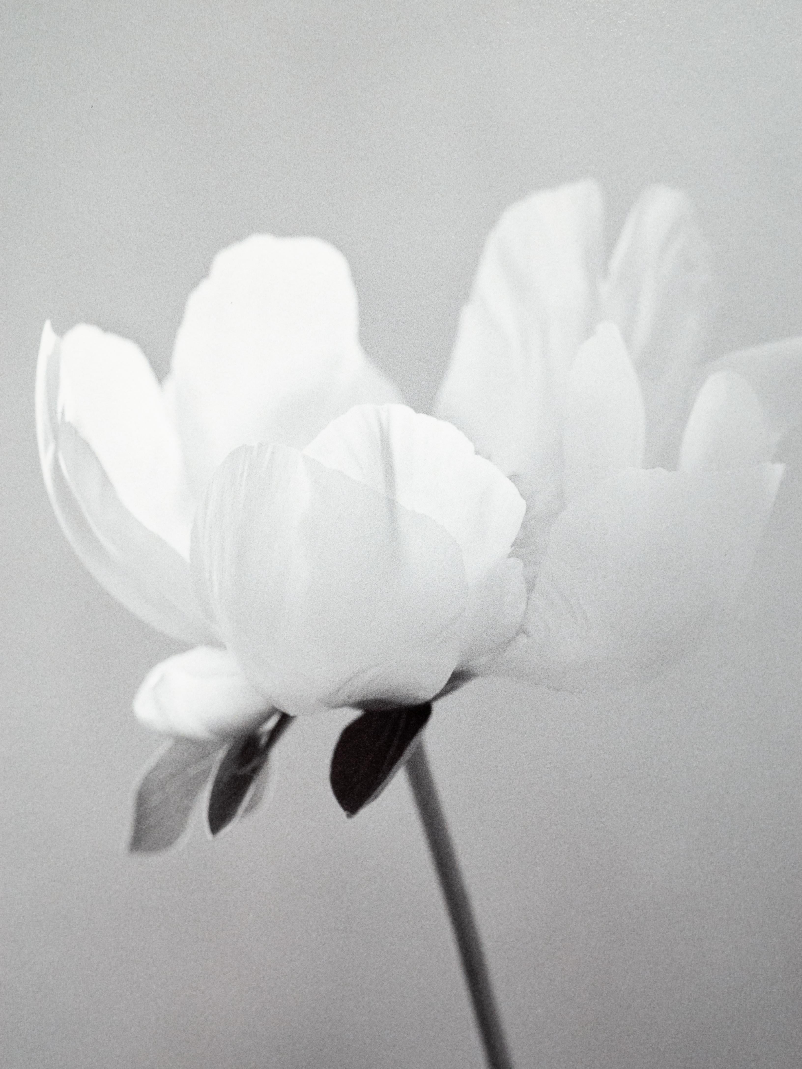 Peony - analogue black and white floral photography - Minimalist Photograph by Ugne Pouwell
