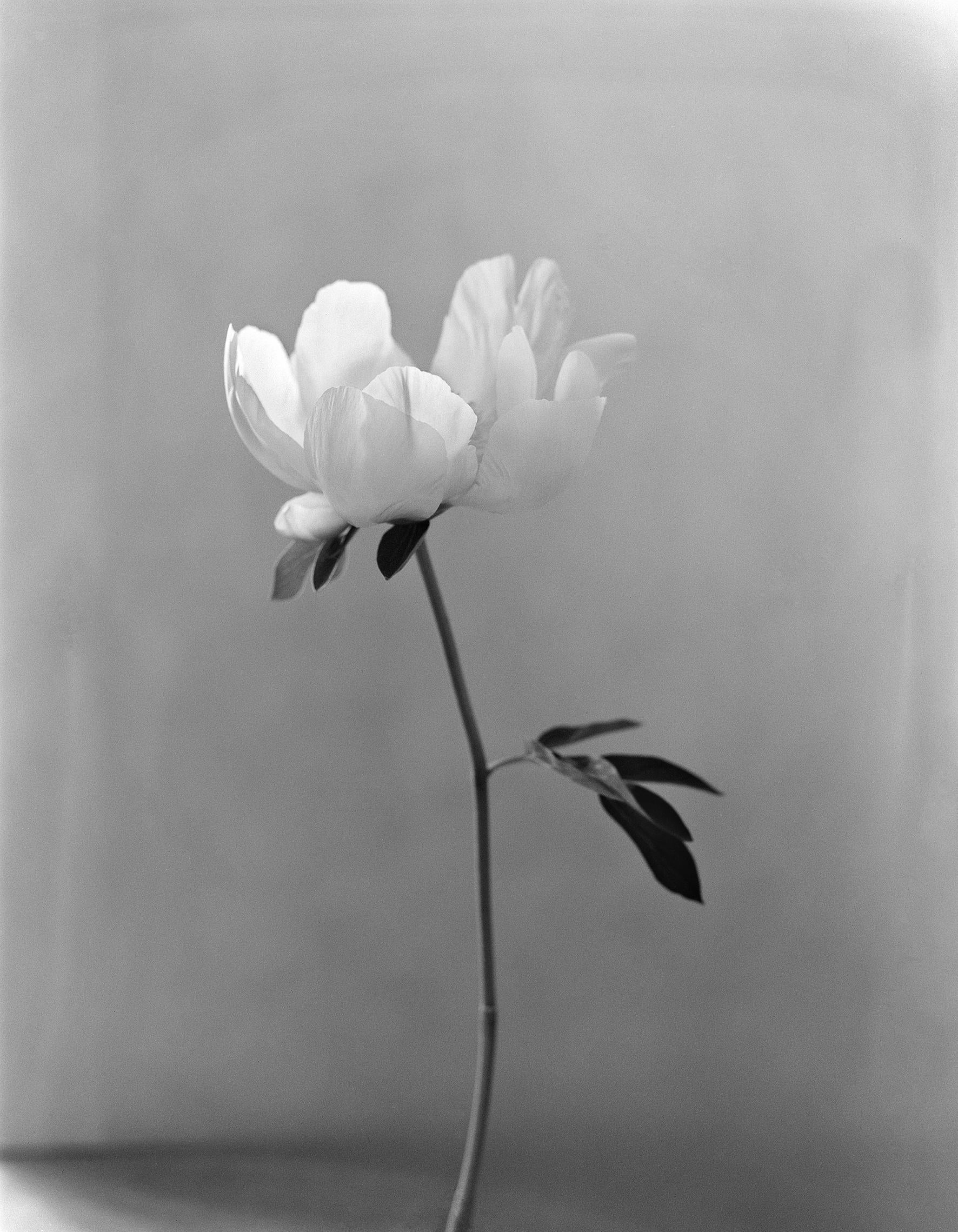 analoge Schwarz-Weiß-Blumenfotografie mit Pfingstrosen