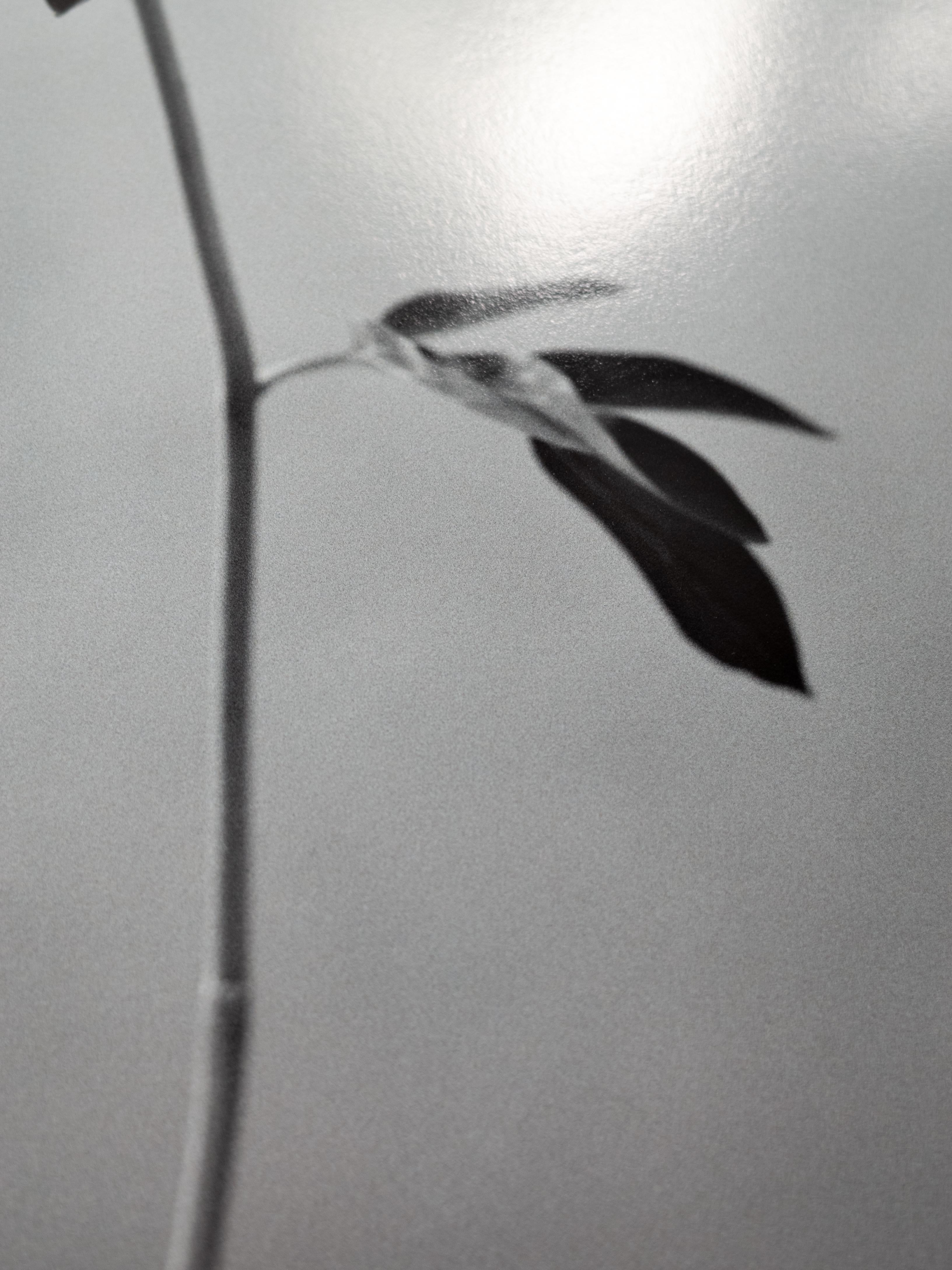 Pivoine - Gris Black and White Photograph par Ugne Pouwell