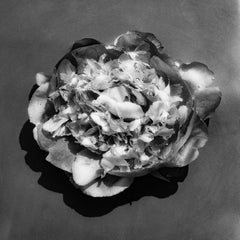 Peony in water - black and white floral photography, limited edition of 20.