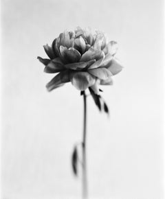 Peony No.10 - fotografia floreale analogica in bianco e nero, edizione limitata a 20 esemplari
