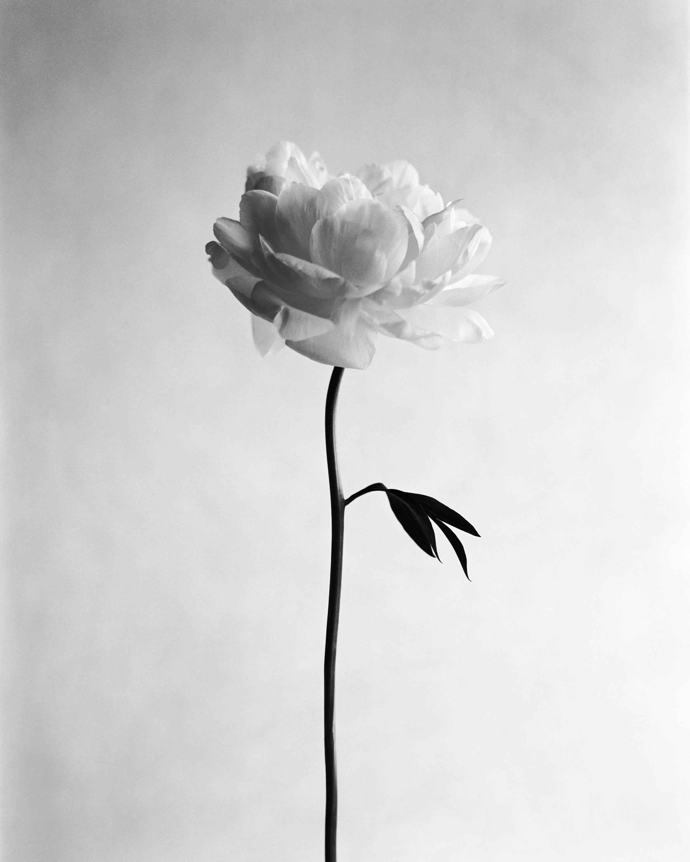 Peonía nº 11 - fotografía floral analógica en blanco y negro, edición limitada 20
