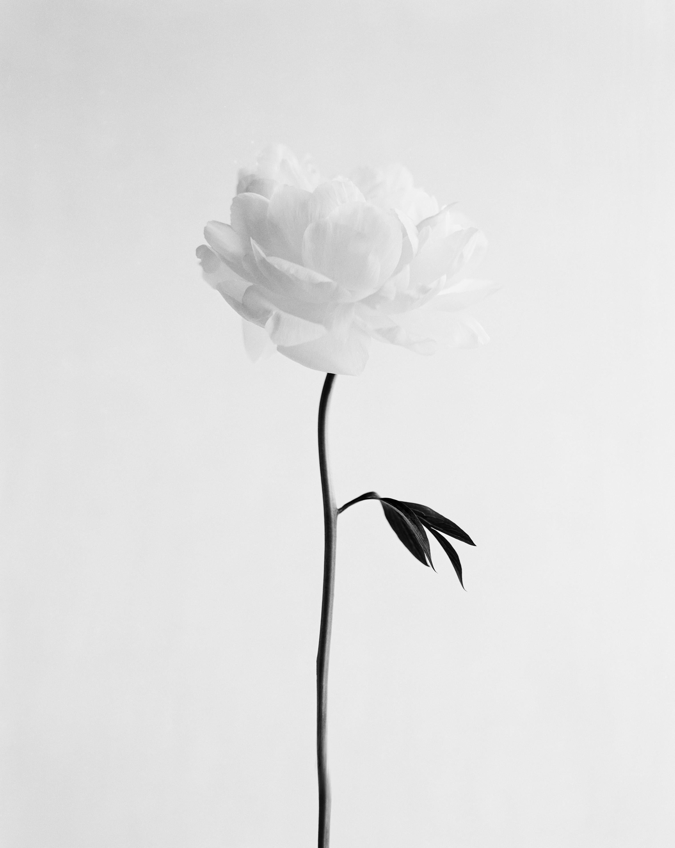 Still-Life Photograph Ugne Pouwell - Pivoine n°13 - photographie botanique d'art en noir et blanc, édition 10