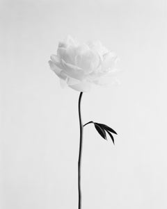 Pivoine n°13 - photographie botanique d'art en noir et blanc, édition 10