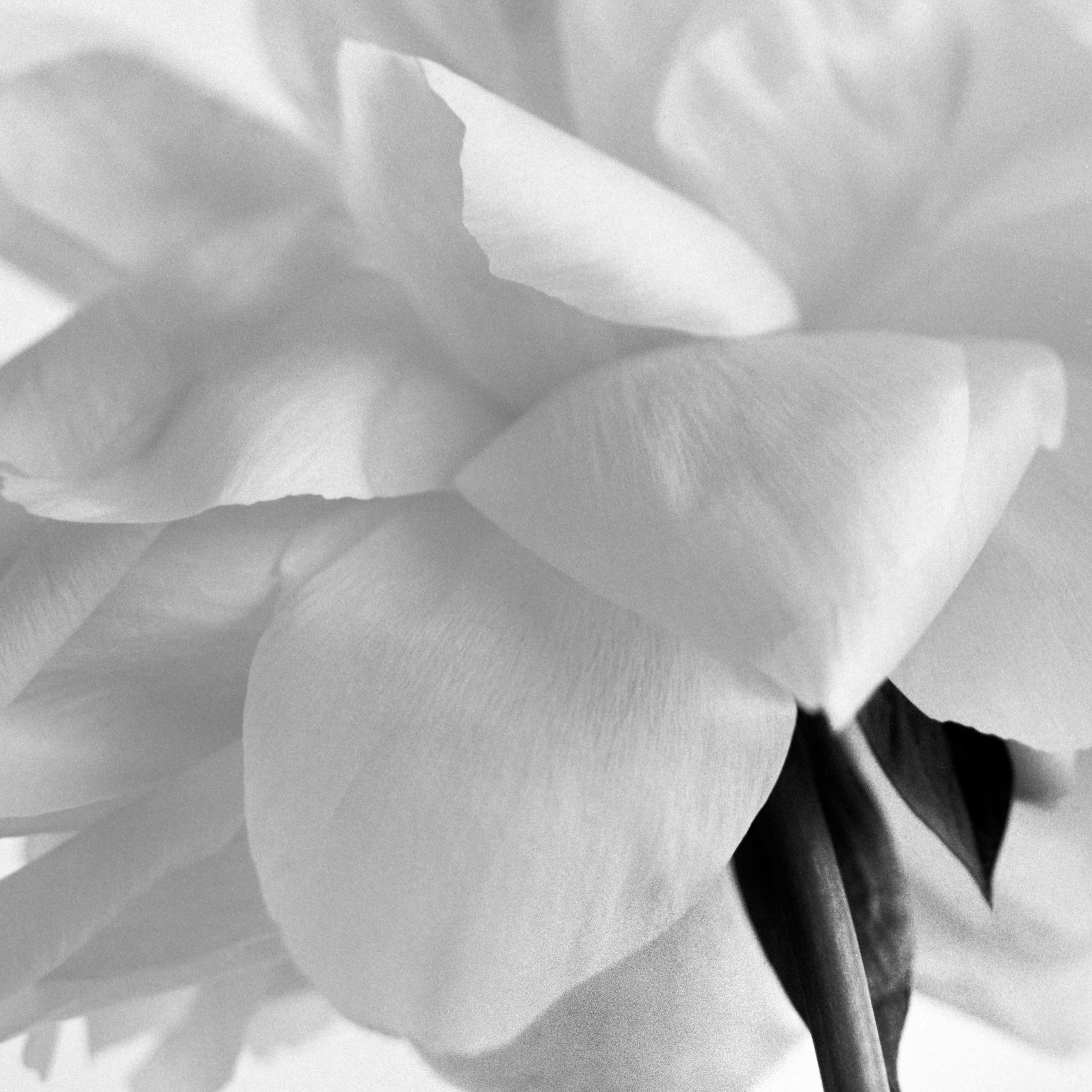 Peony No.14 - nature morte, photographie florale abstraite, édition limitée à 10 exemplaires